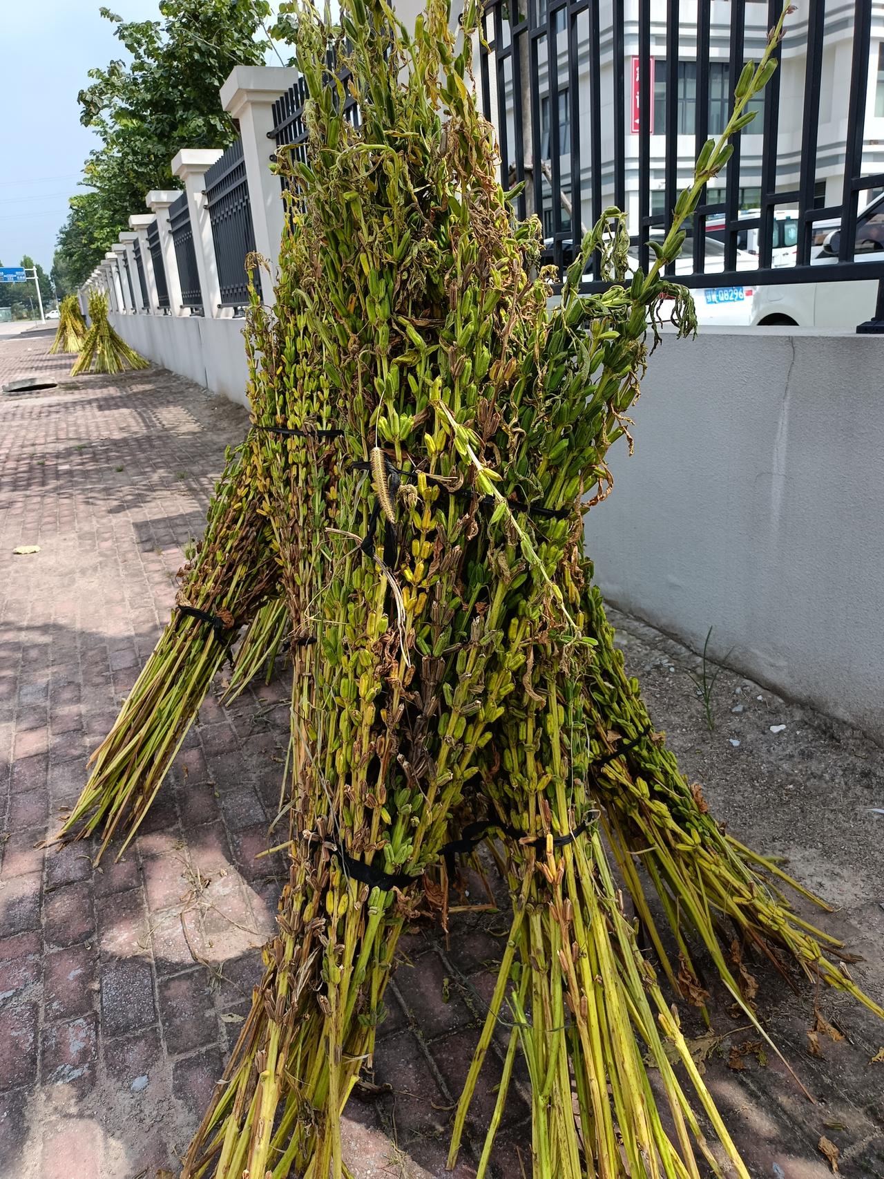 又到了白芝麻成熟的季节了，咱们平时吃的芝麻饼、芝麻糖上面沾的香香的美味的白芝麻，