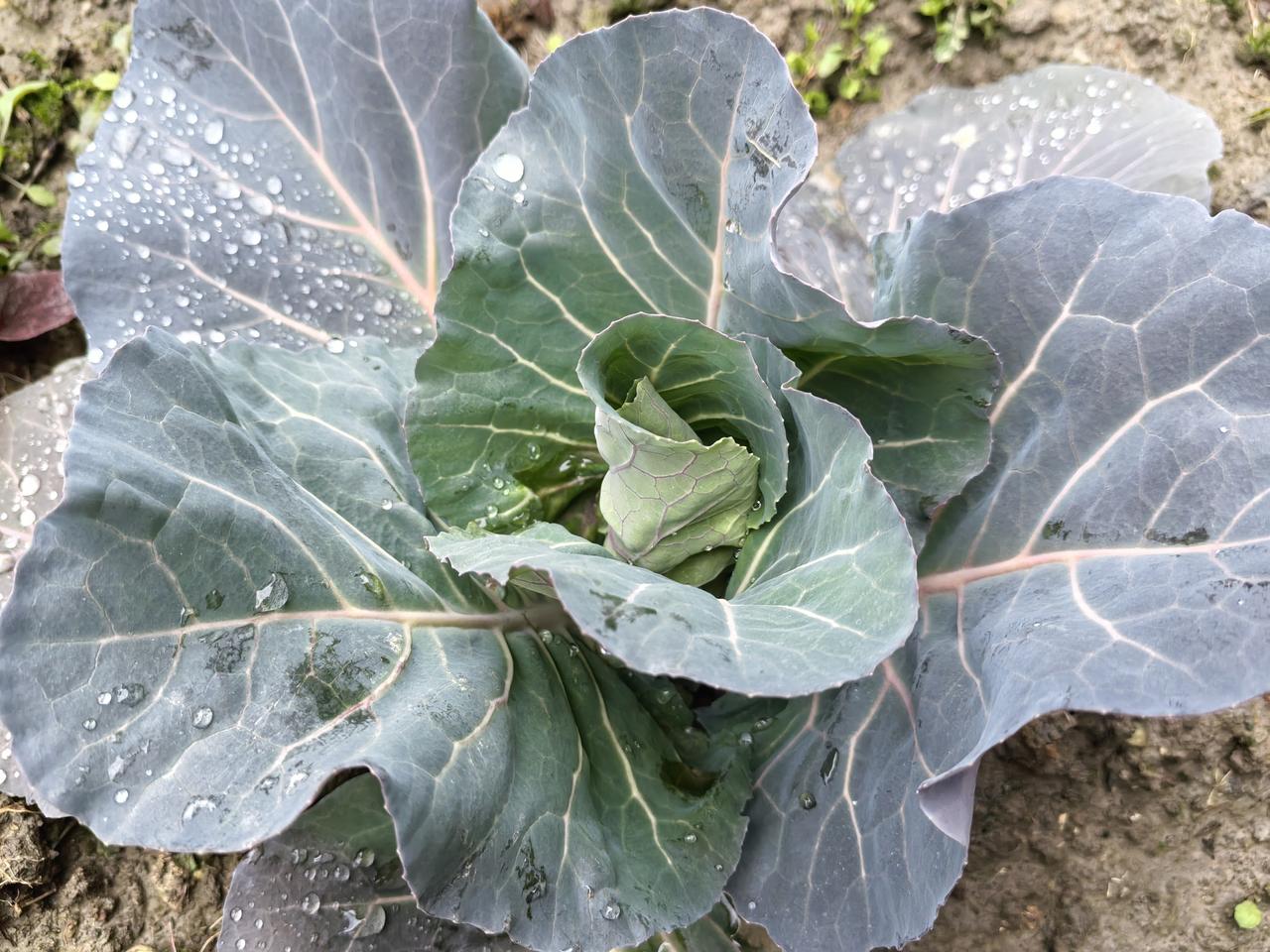 浙江老人在干啥？上班、带娃、卖菜忙。

前几天回老家过年，和家里的长辈聊天，说起