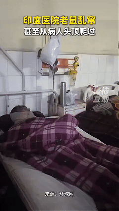 印度医院老鼠乱窜，从病人头顶爬过。啊！多么美好的一幕啊！人与自然和谐相处！看到视