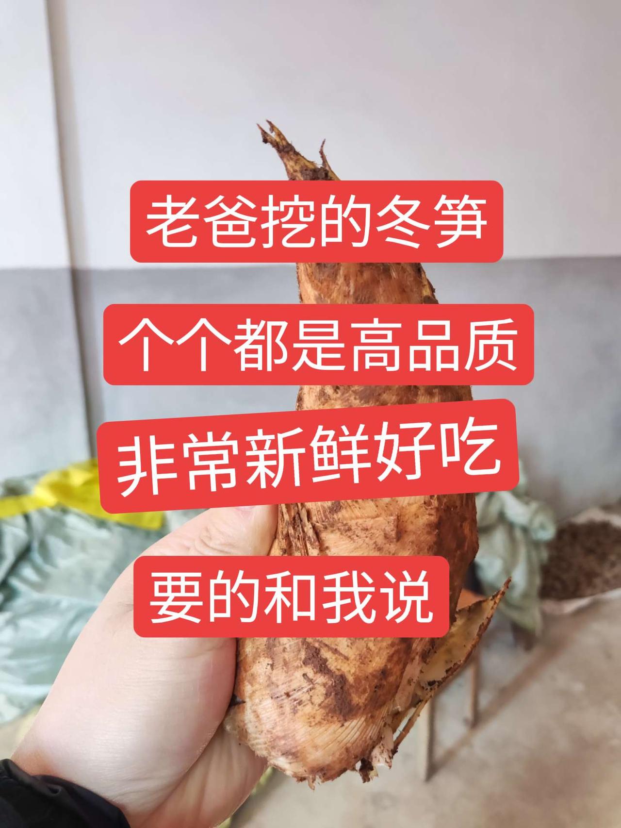 老爸挖的冬笋，个个都是大个头，非常新鲜好吃冬笋来了 纯天然绿色食品 大自然的馈赠