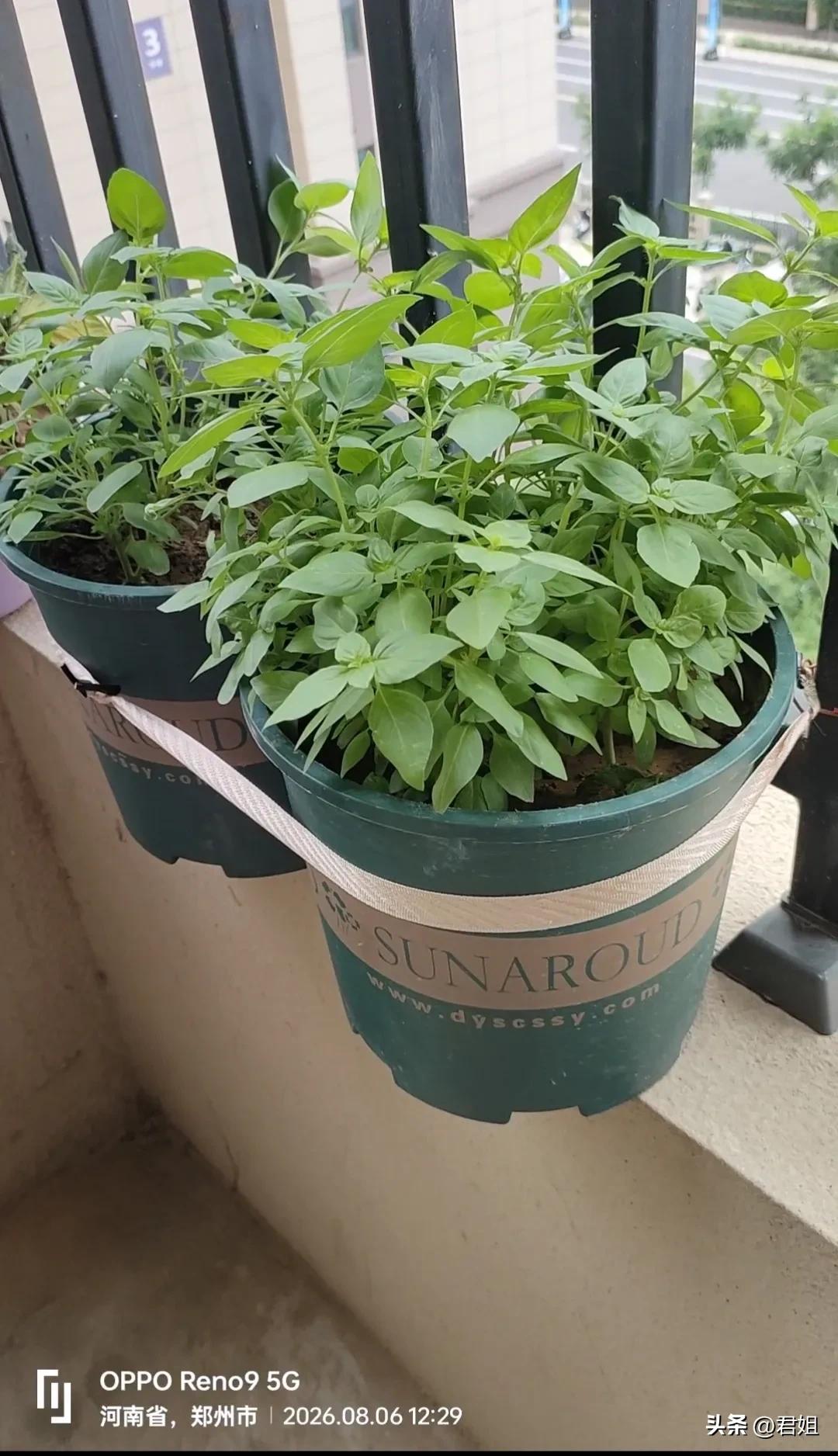 大家认识这菜吗？
你喜欢吗？
这是在超市买了一把菜，吃剩下的根不要扔，直接在家里