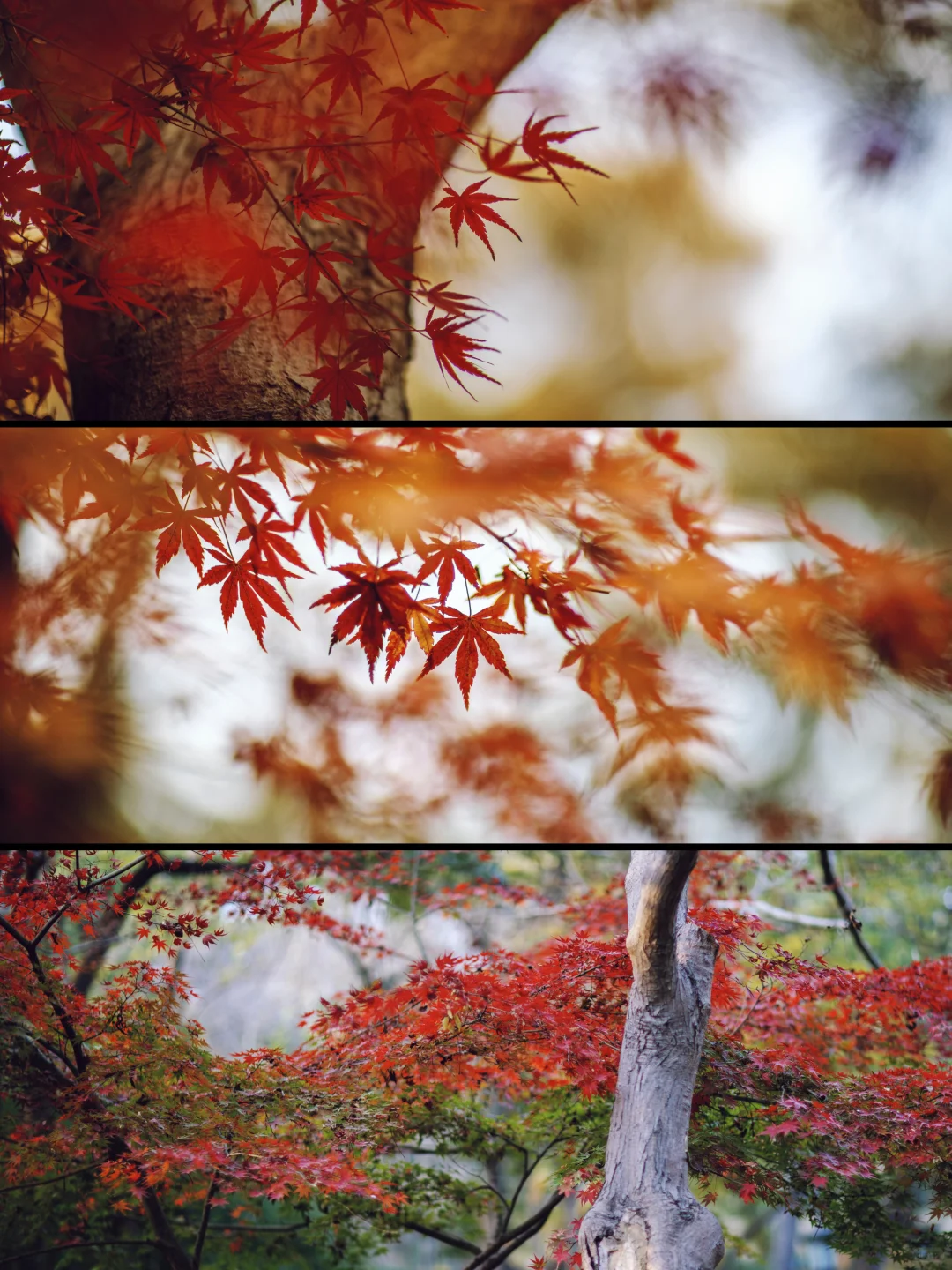 11.15日的青岛中山公园红枫🍁