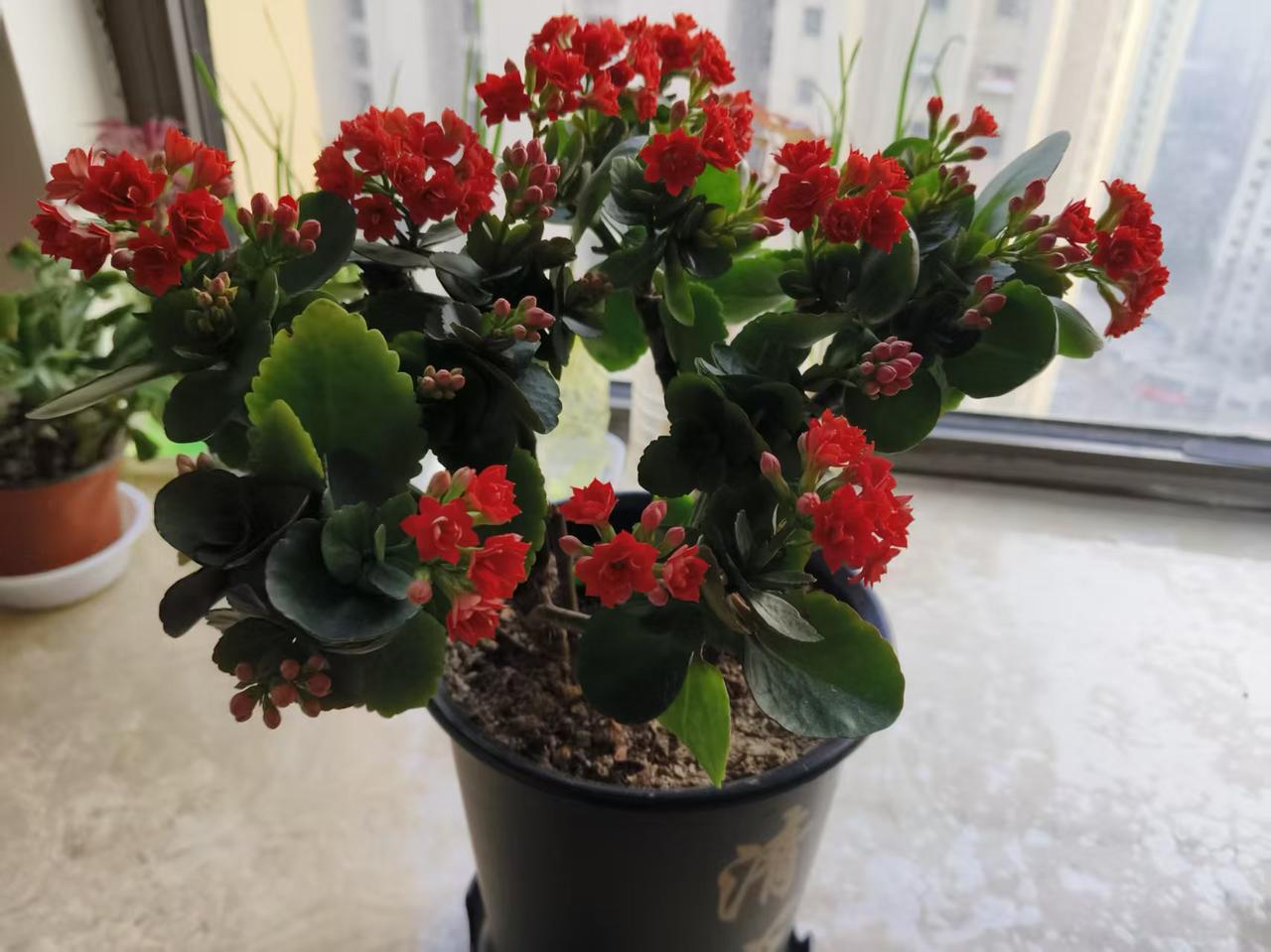 我的这颗长寿花这几天开的真不错，一面开花一面开花一面长花苞，花期还挺长的，已经开