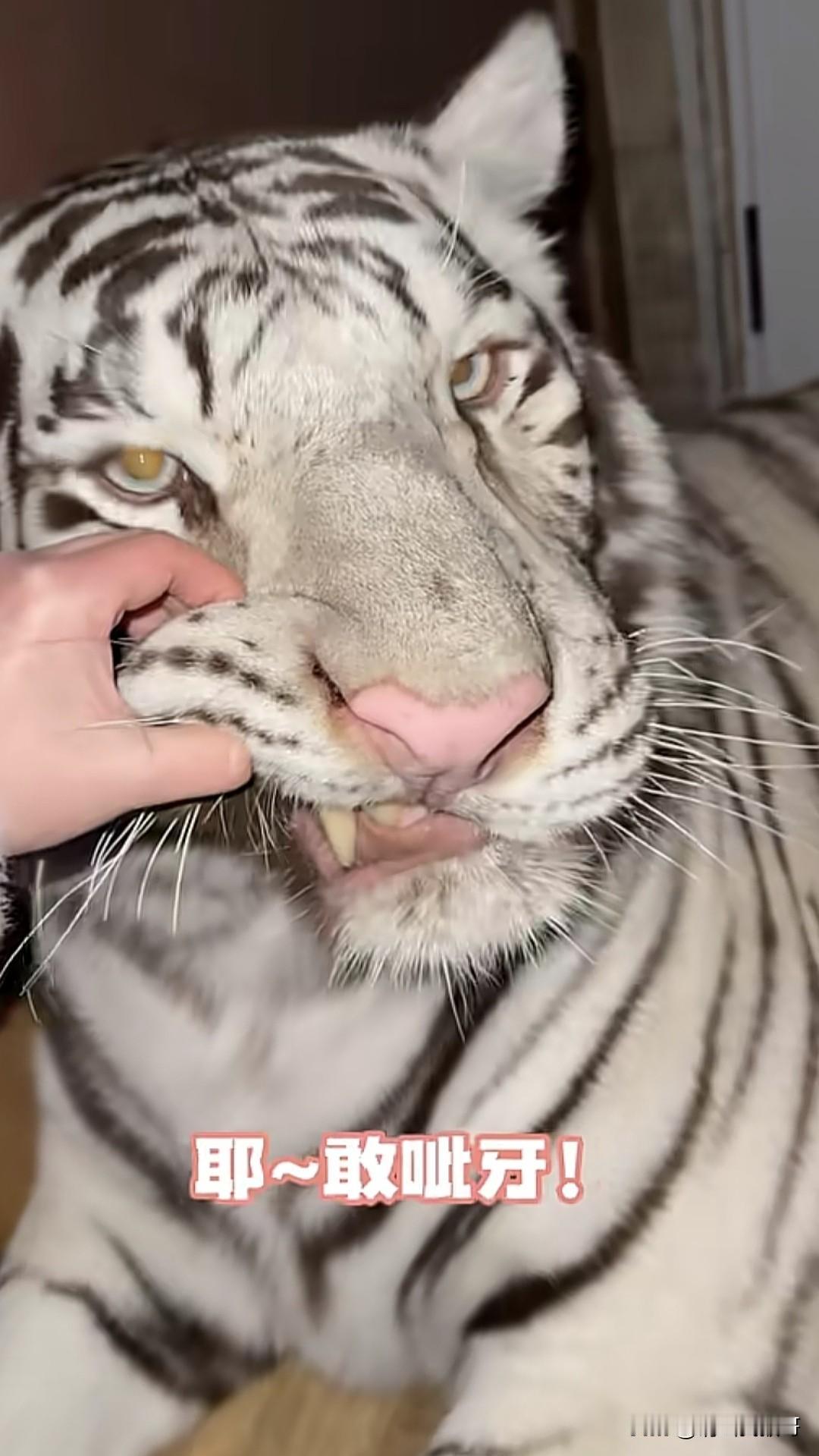 全网估计没几个人敢跟拍这个“敢龇牙”