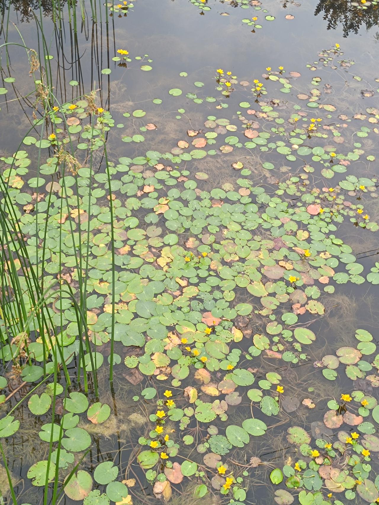 它是莕菜科浮水草本，细长根茎扎入水底淤泥，叶片贴水生长，花期从初夏延续至深秋。古