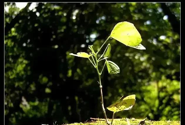 作家 琼瑶4个有趣又独特的生活细节。

琼瑶，不爱家务。平鑫涛掌勺。色彩鲜明，衣