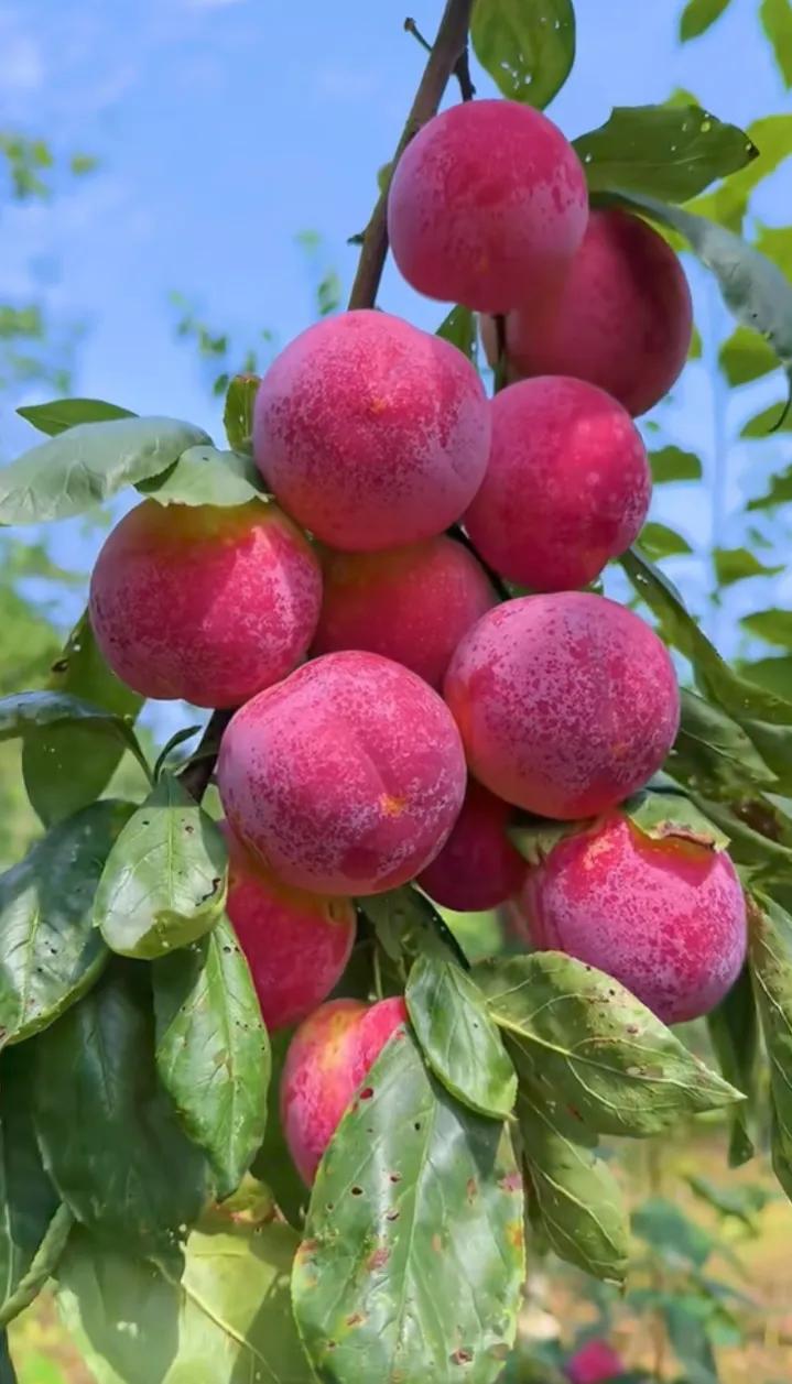 粉嫩诱人的桃子挂满枝头，阳光明媚的果园里，快来摘一个尝鲜吧！🍑🌞水果 西瓜