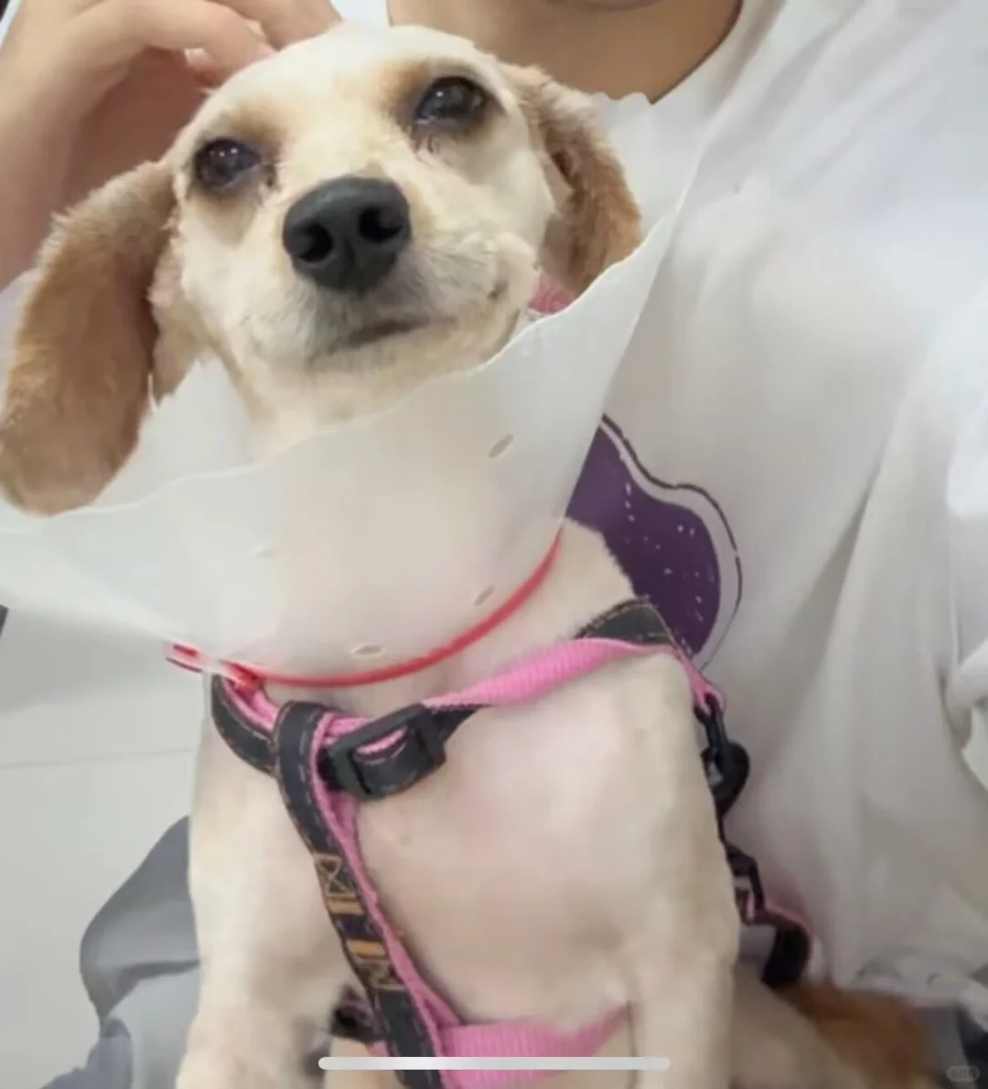 你看我在勇敢的微笑