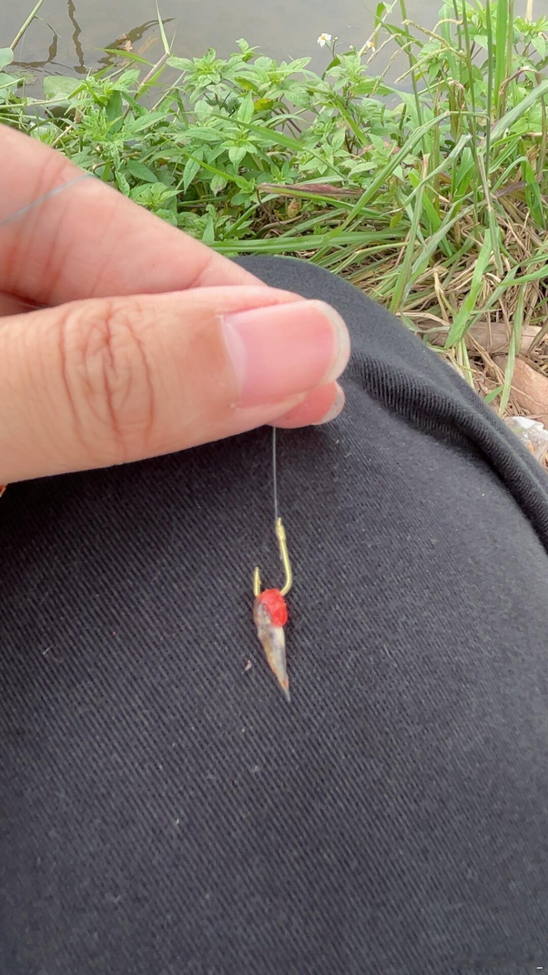 一下午只钓上这条算空军吗 