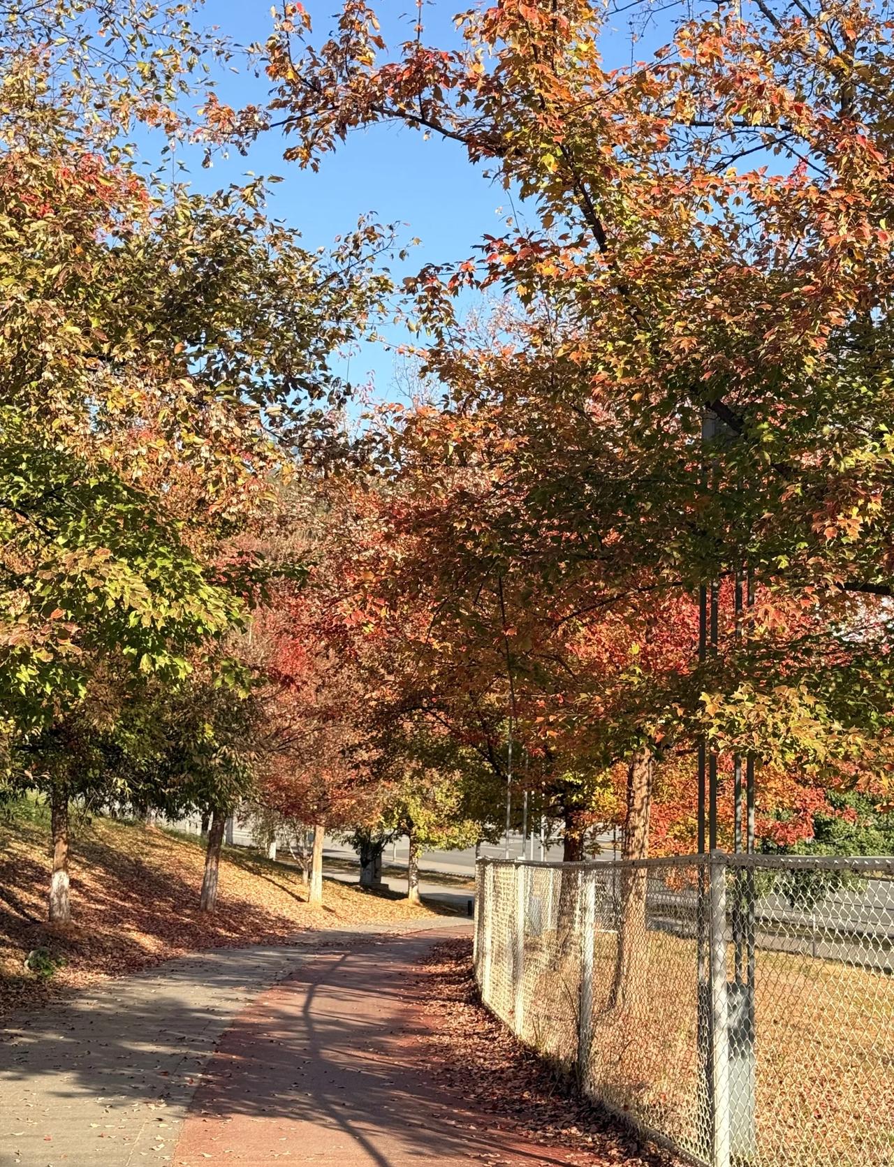 这里的香枫树和水杉已经美疯了！真的不去嘛
好天气真的全部都是原图直出！
这条路上
