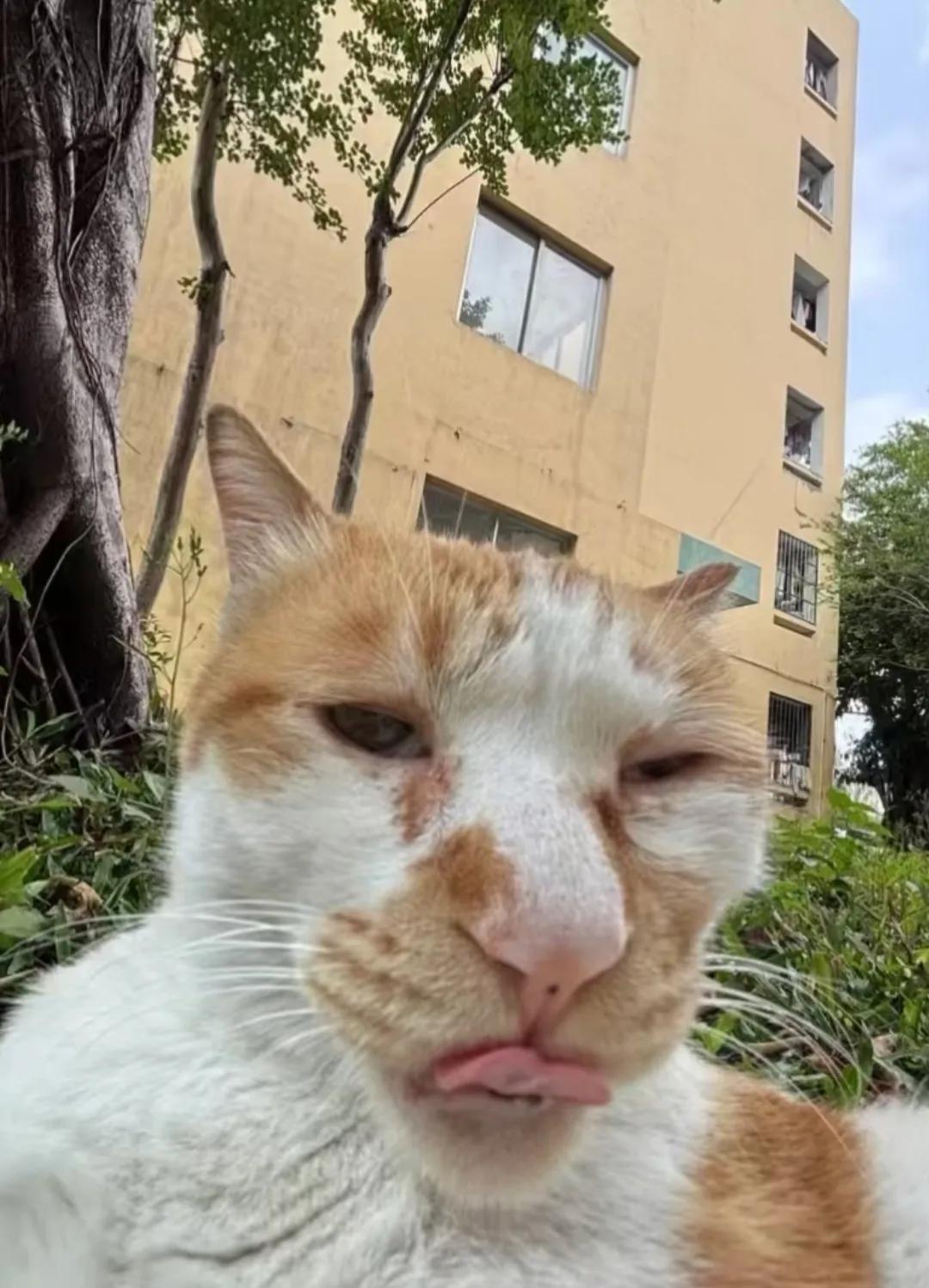 捡了一只流浪猫，准备给他取个名字叫英俊，你们觉得怎么样？