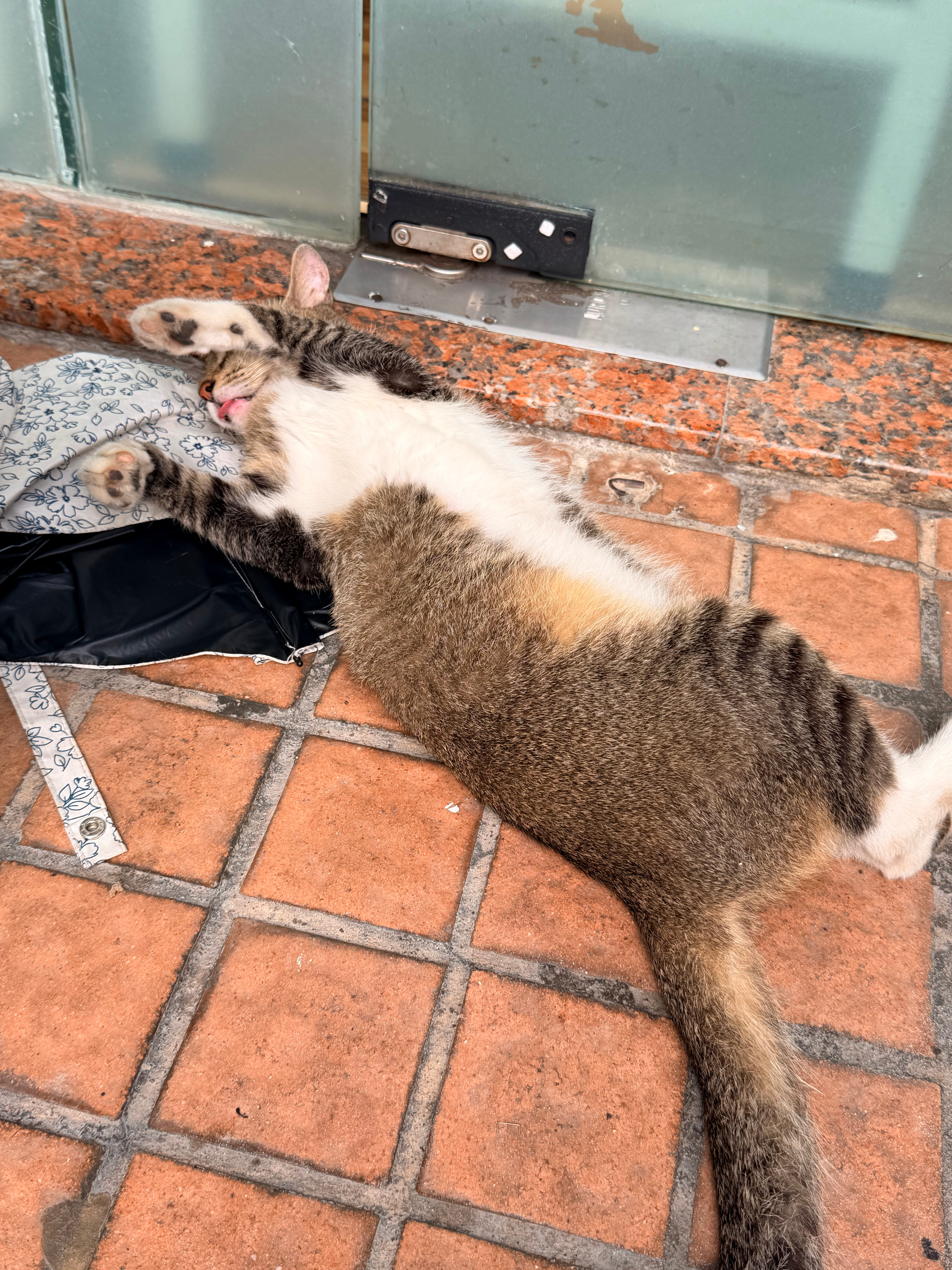 这睡姿，可以说是相当的妖艳了。（小时候经常听大人说仰睡的猫勤快，会抓🐭） ​​