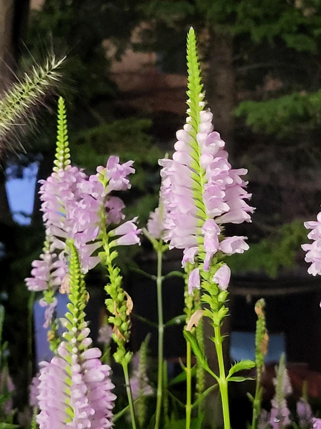 紫色花苞在阳光下显得格外美丽。