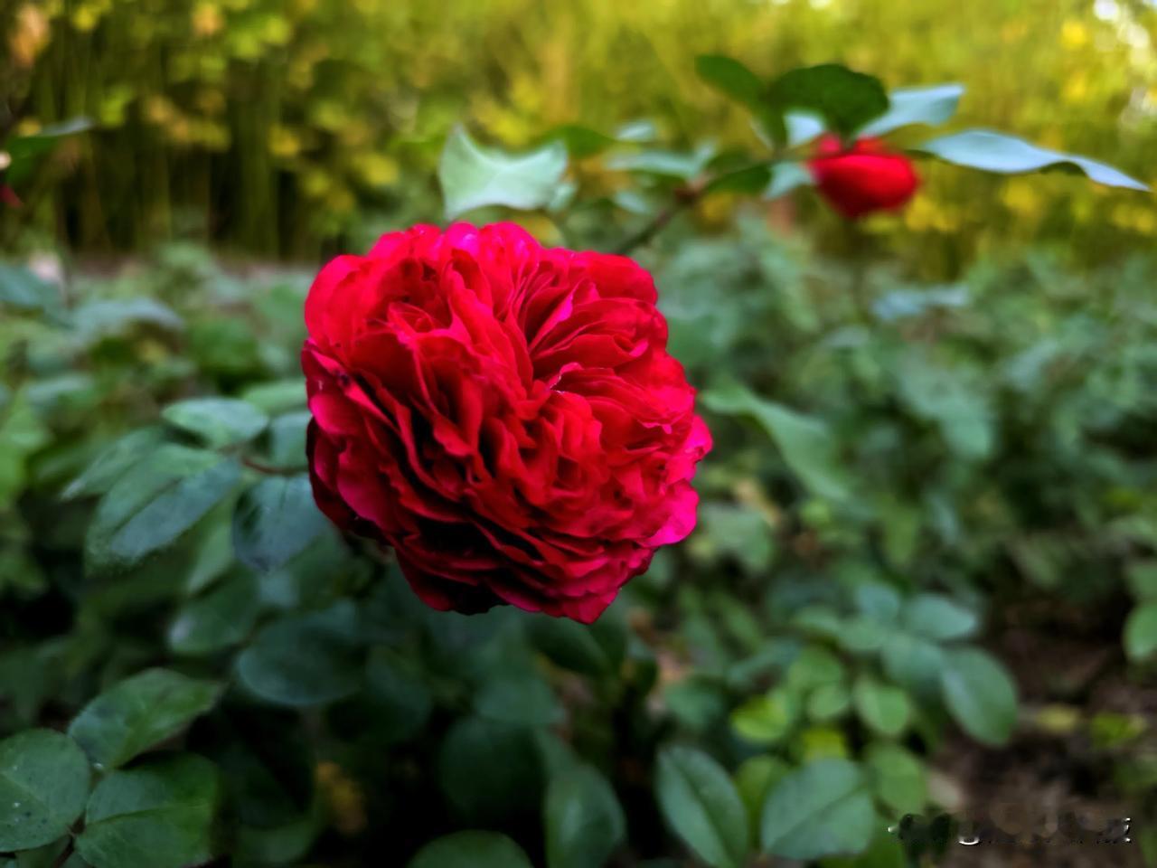 #分享一张随手拍的花#