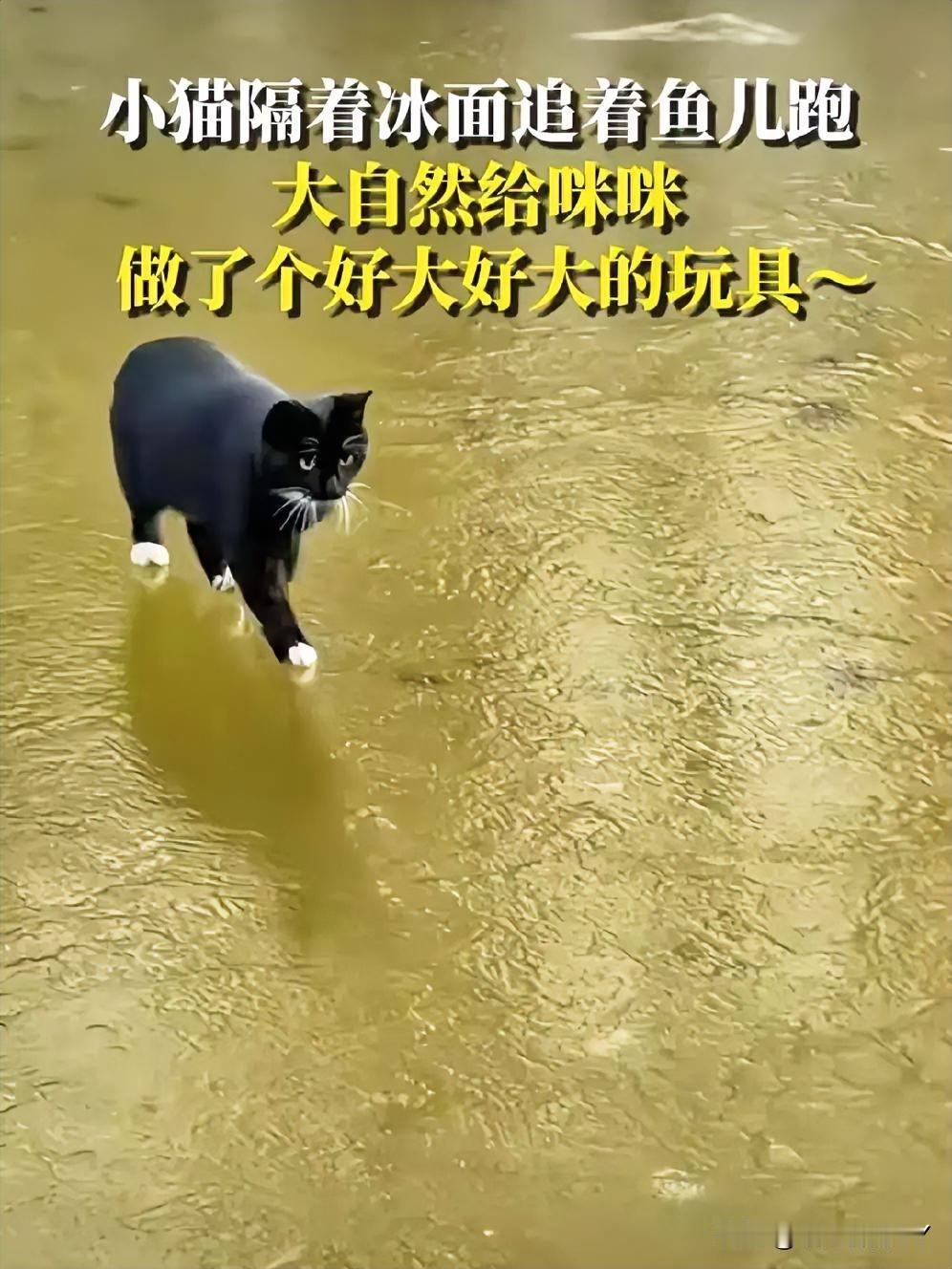 哈基米狂喜！大自然馈赠的“巨型猫抓板搭配鱼玩具”谁能抵挡得了啊？

看：这只四脚