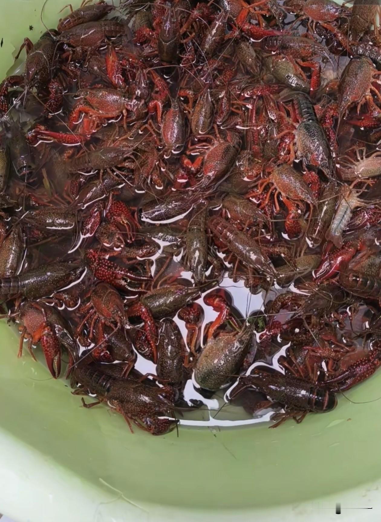 原以为县城5块钱一斤的小龙虾就是“白菜价”了，没想到乡下的小龙虾更便宜。

昨天
