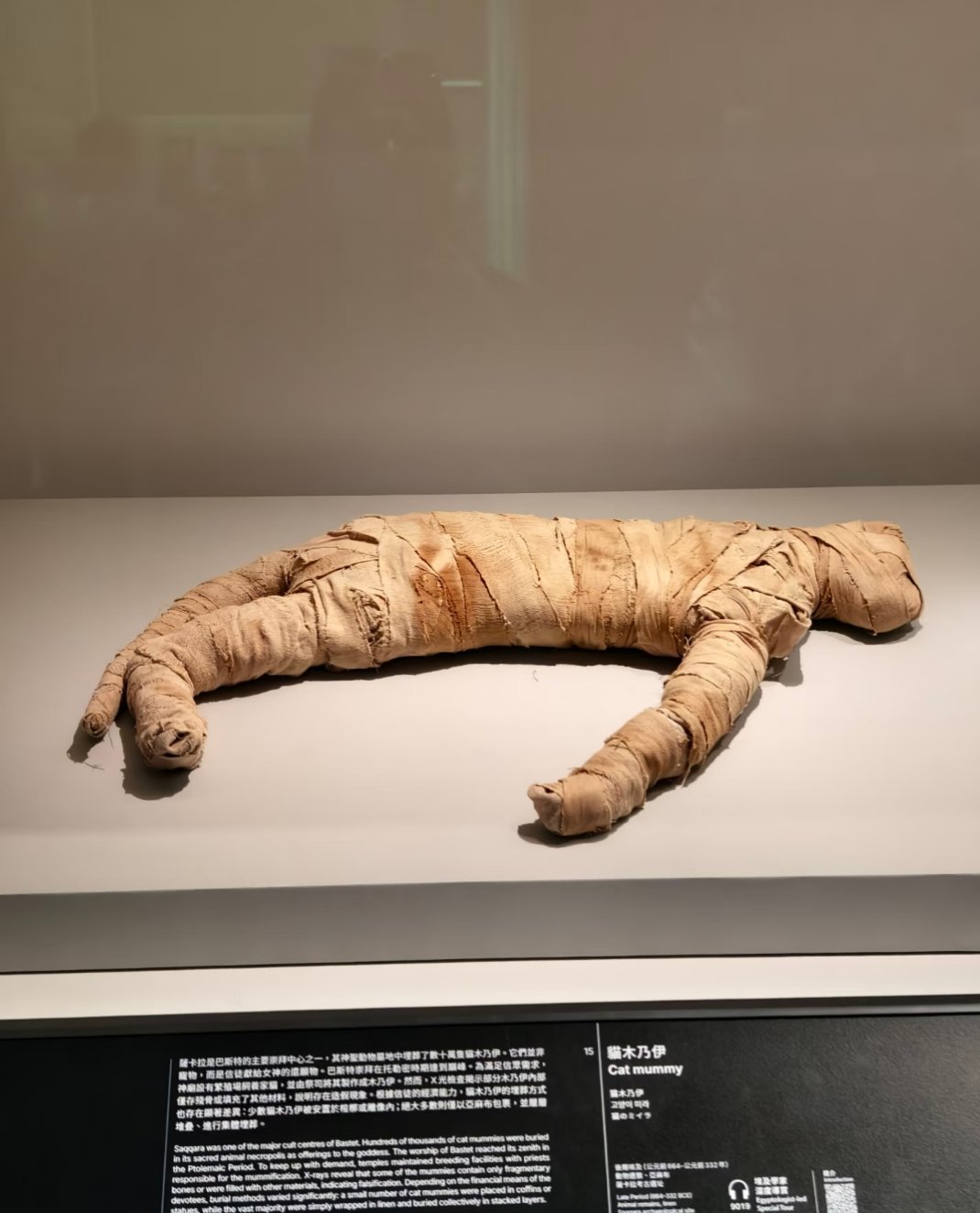 事实证明 猫就算变成木乃伊还是很可爱🐱 