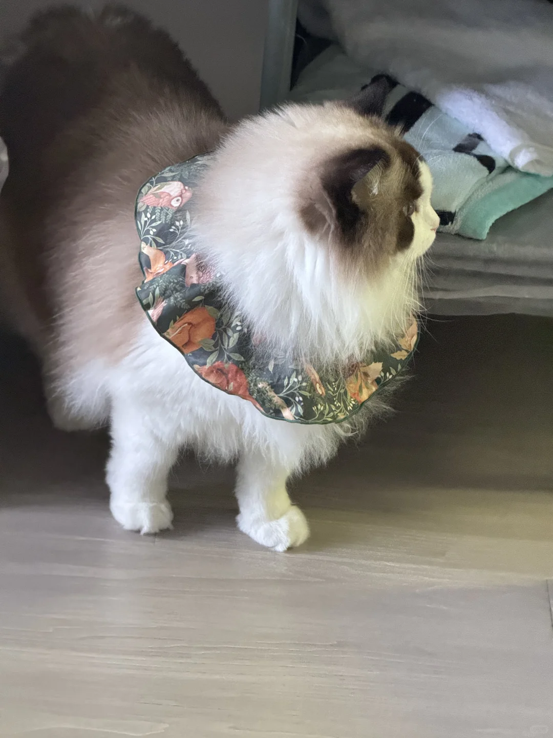 猫猫酱，你的腿真的很短诶……