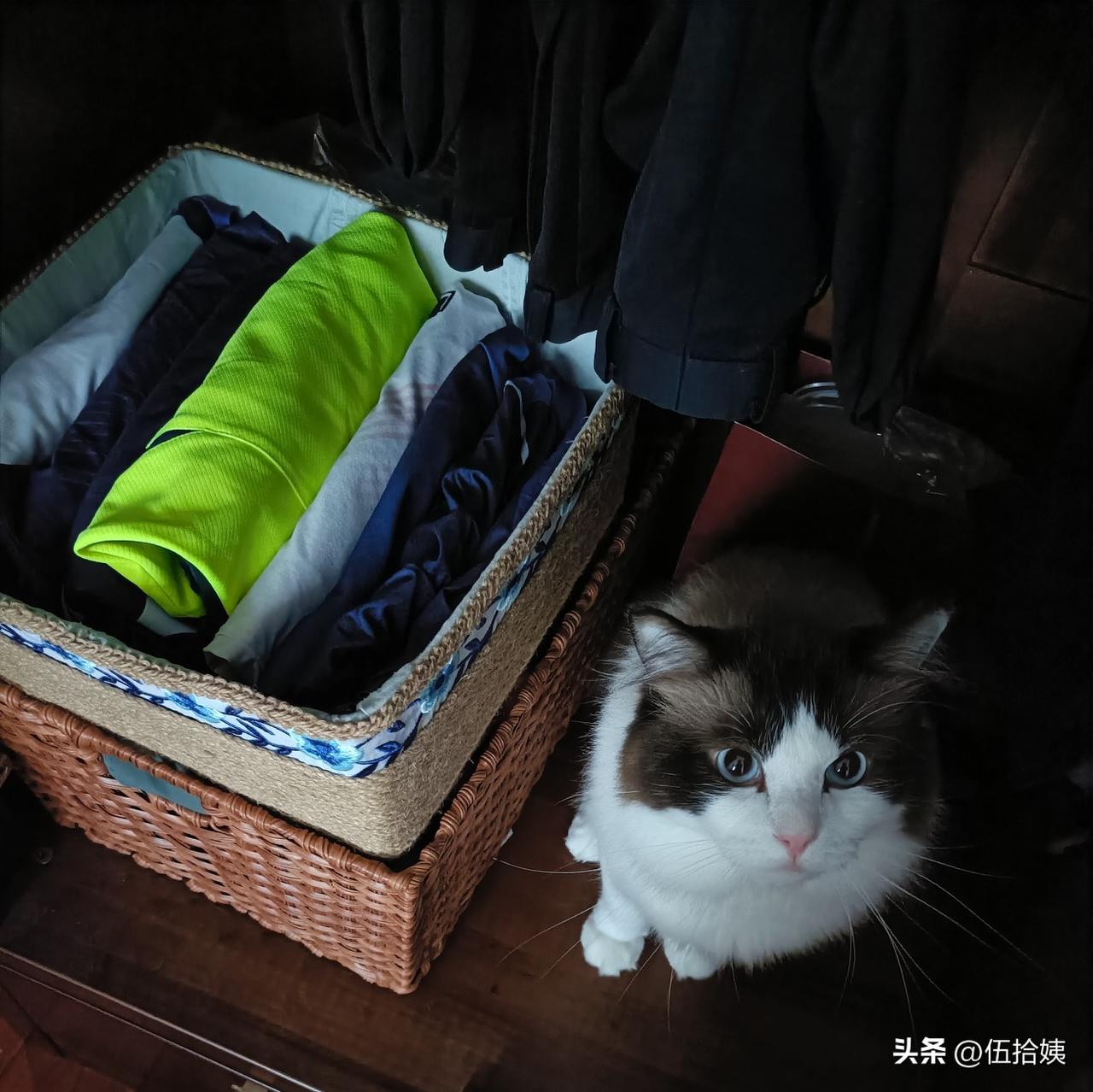 不能开柜子的门，一开门只要有空看，毛孩子就喜欢钻进来。[黑线]
老同志的这个衣柜