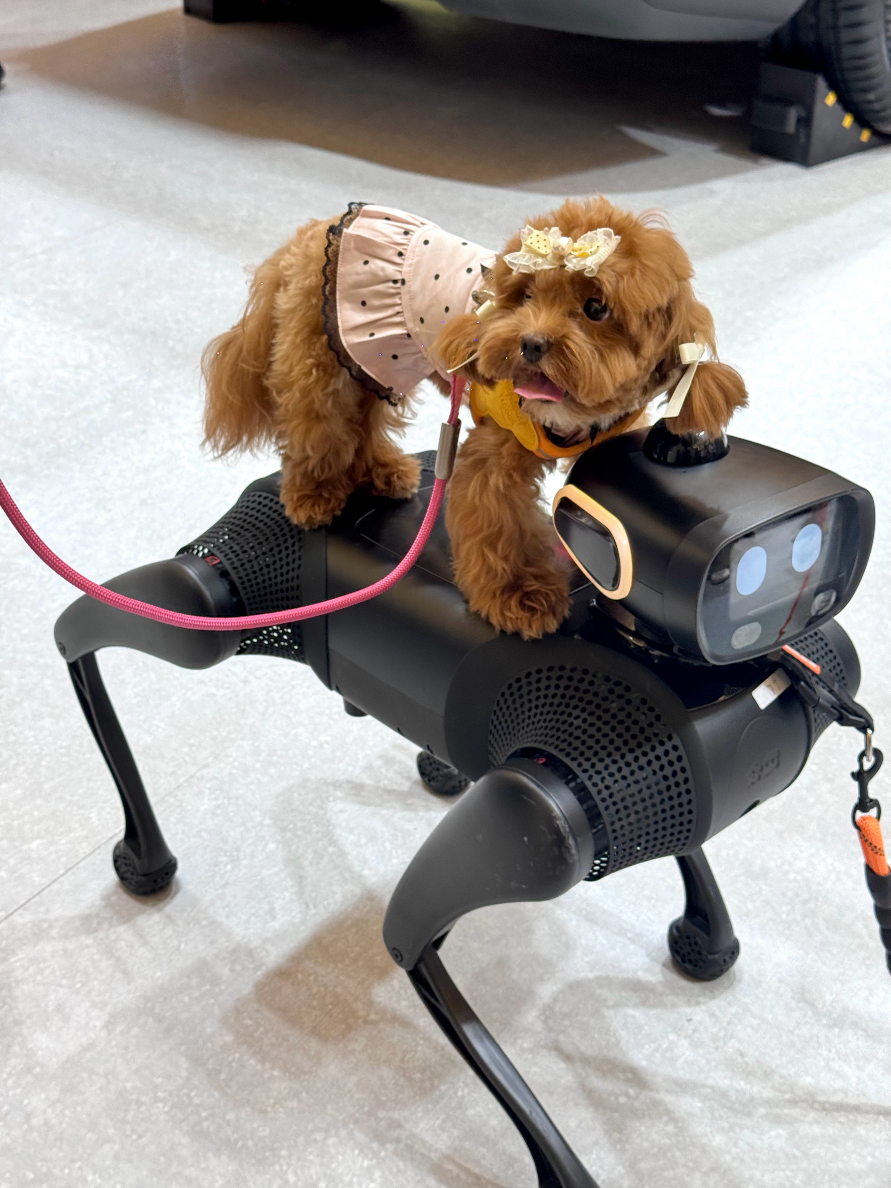 带小苹果来亚宠展玩啦～🐶在乐道L80展台猛猛玩了一圈，真的太好玩了！尤其是L8