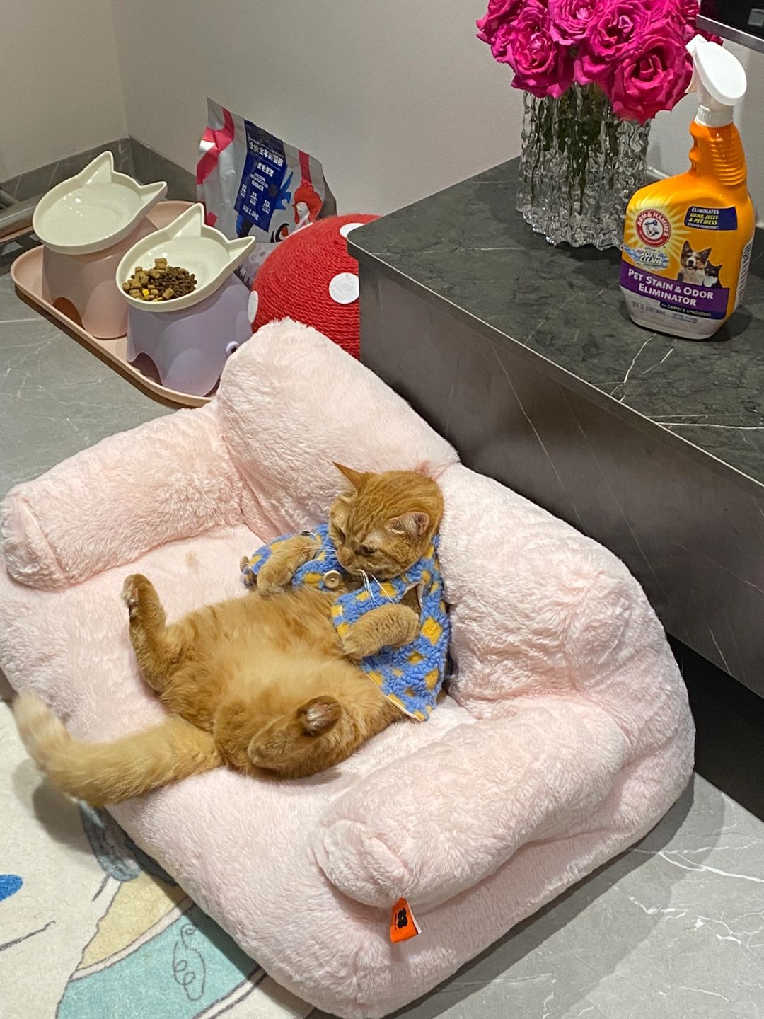 养猫家庭｜日常用品分享