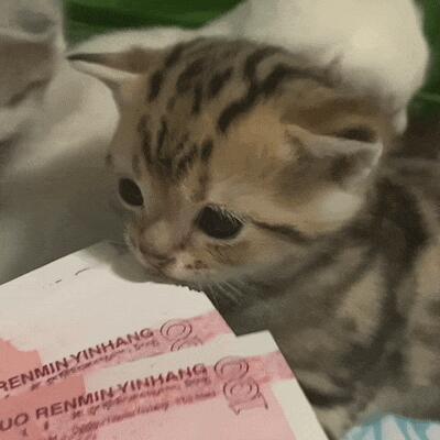 铮咪🐈 