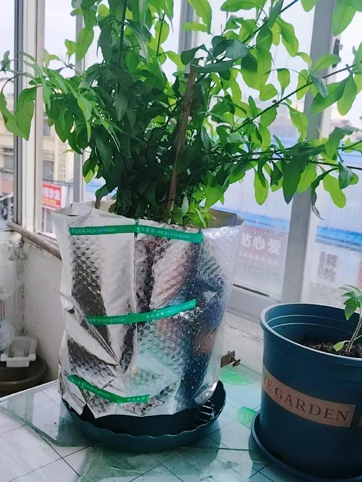 晒图笔记大赛这是不是给蓝雪花穿上了防晒衣？在晒上买的花盆，塑料的，里面网上买的营