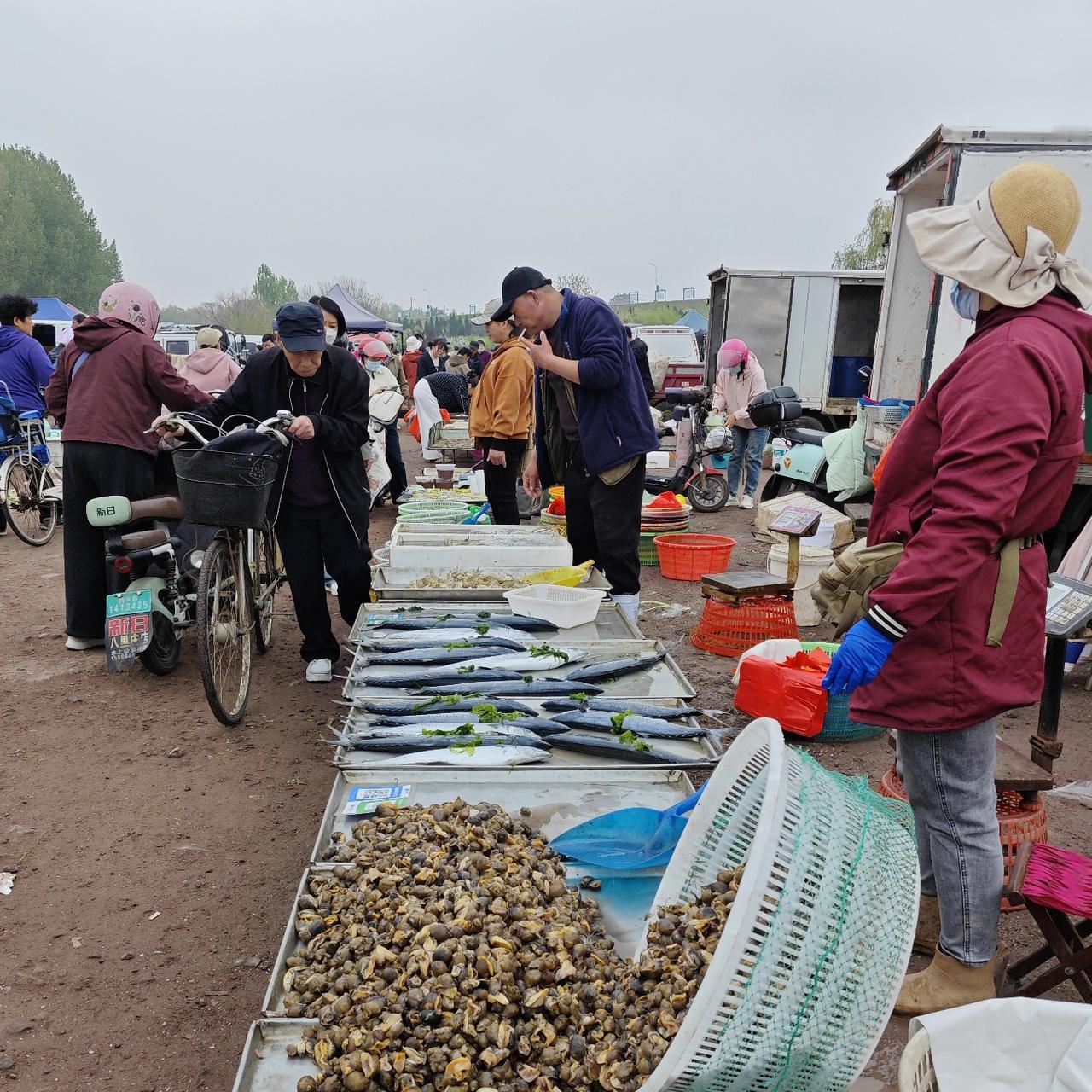 眼下鲅鱼正当季，这里卖的鲅鱼，大鲅鱼25块钱一斤，小一点的鲅鱼23或20块钱一斤