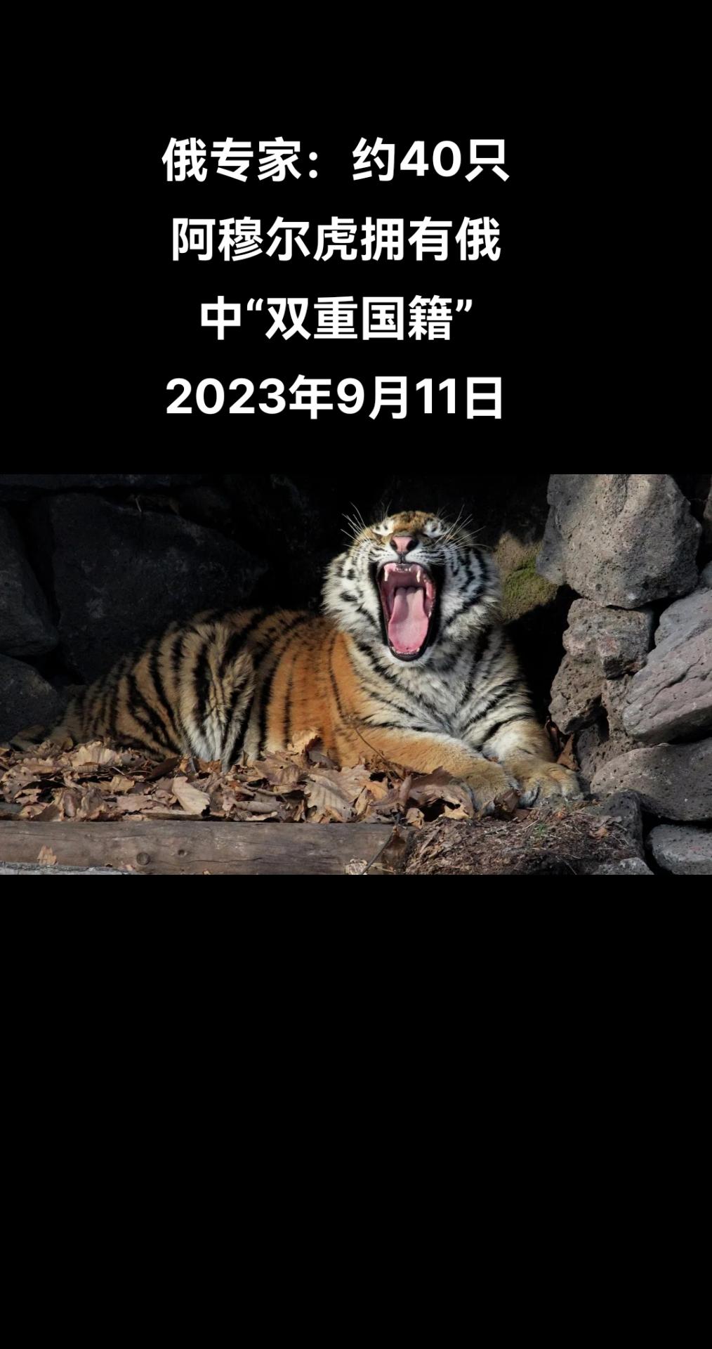 俄罗斯卫星通讯社符拉迪沃斯托克9月11日电 俄罗斯“阿穆尔虎中心”负责人谢尔盖∙