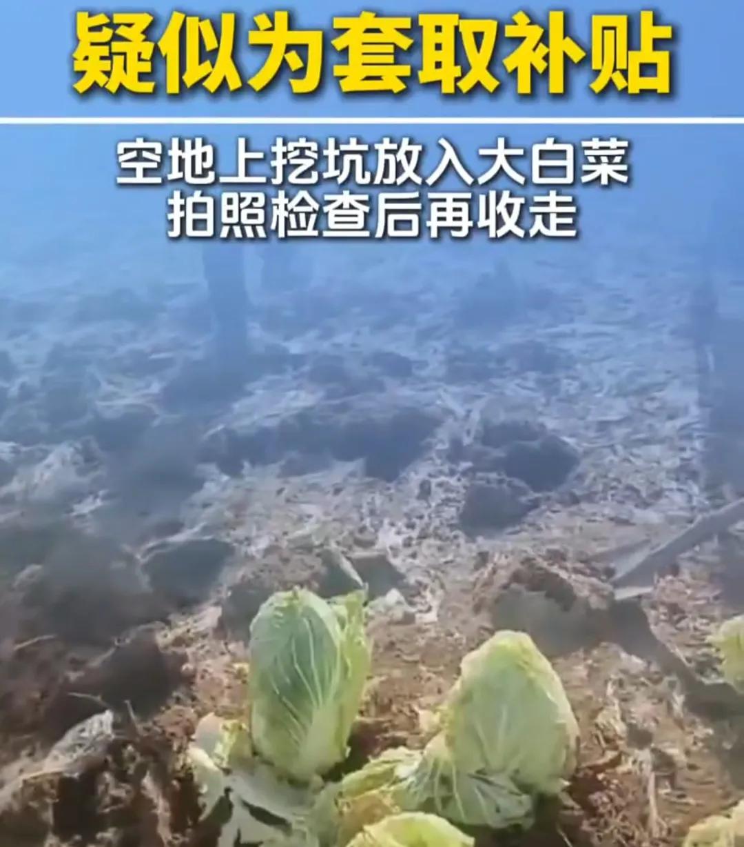 坑挖好后，除了白菜，还有什么好的办法吗？真是挖个坑埋点土，数个一二三四五，种白菜