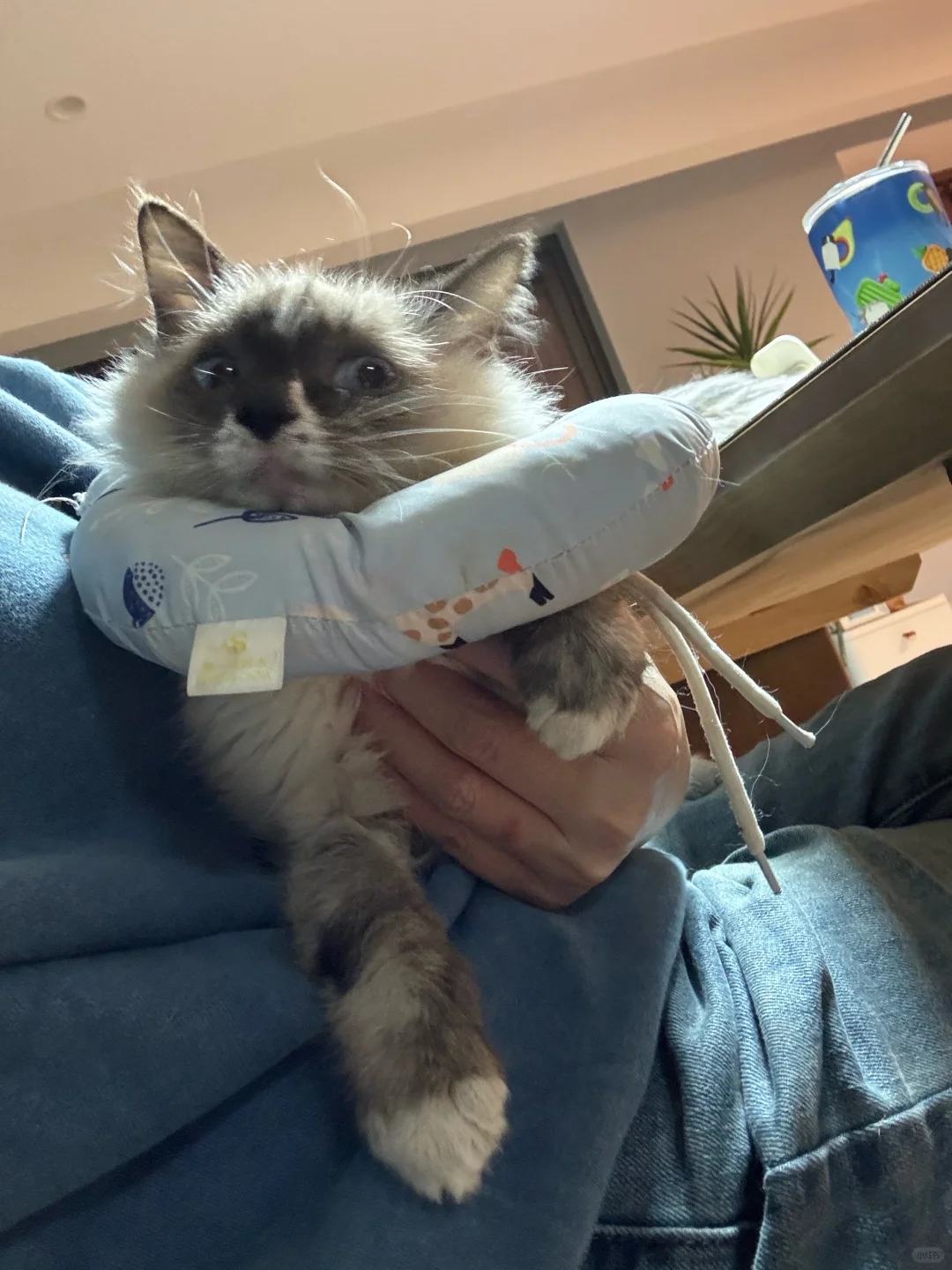 都是掌上明猪！小布从小就喜欢盯着我眼睛看
