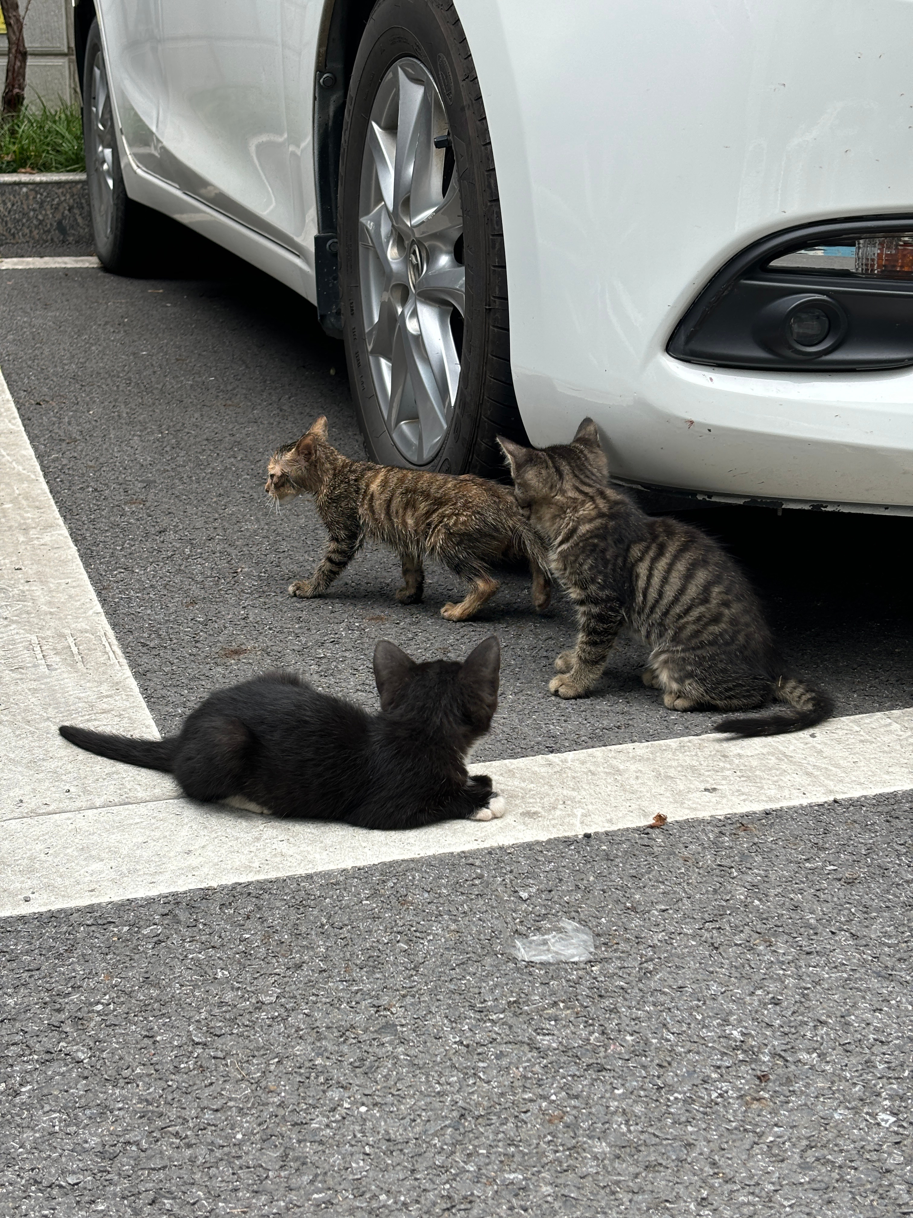 上班路上遇到太多小猫使我迟到！ 