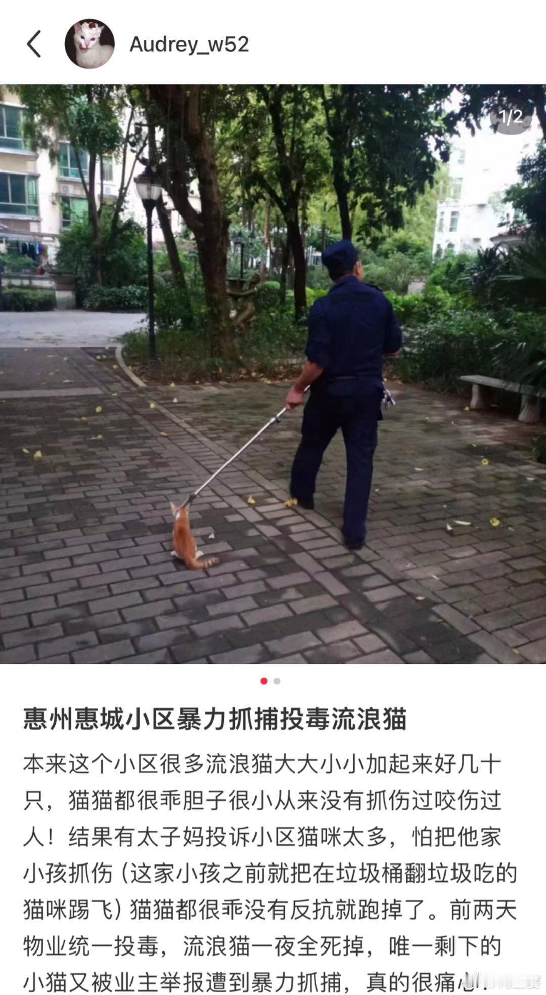 网友投稿——

“惠州某小区暴力抓捕投毒流浪猫”
什么情况！！明明有更好更文明的