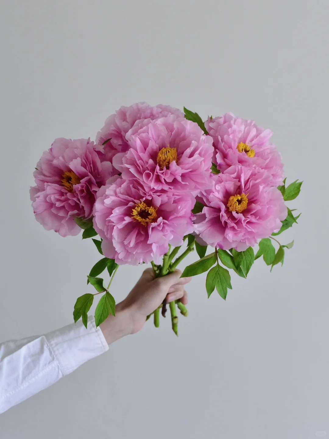 牡丹·秋翁遇仙