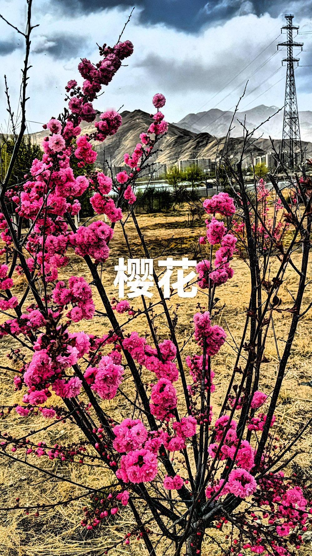 今儿参加这晒图笔记大赛，定要好好晒晒我的春日生活。我所处之地是家乡的小城，春天一