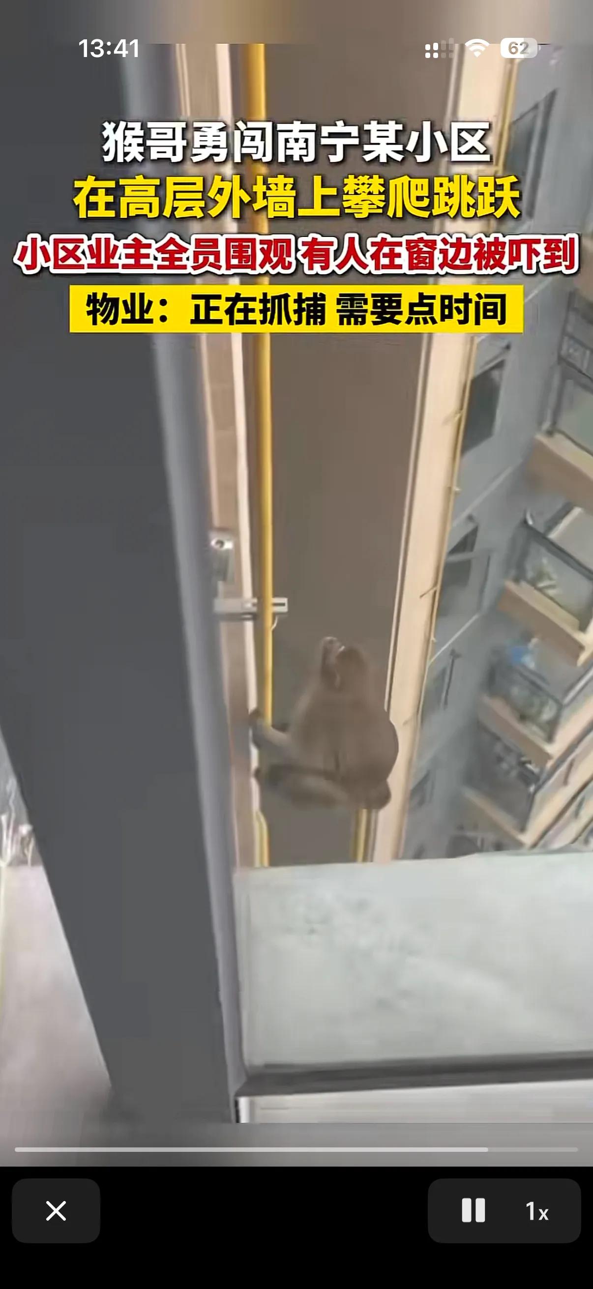 这两天广西南宁一个小区的物业表示太累了。
原来这个小区不知道从哪跑来了一只猴子！