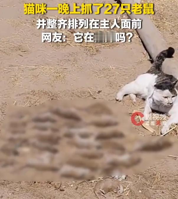 这老猫，把自己一夜之间的战利品摆在主人面前，请主人过目，邀功请赏。
前不久，内蒙