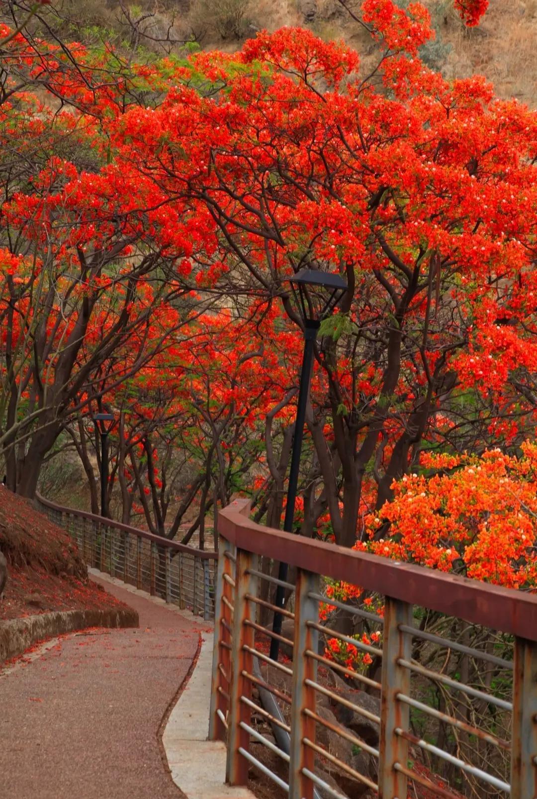 红花满树春来早
张灯结彩新年来