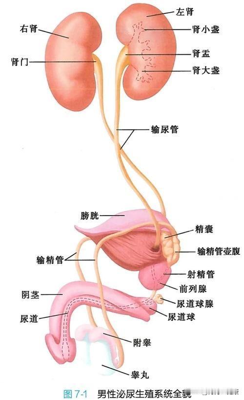 让小便更加通畅，健康！记住六字诀！

吸、松、呼、顺、缓、收、固
 
- 吸：排