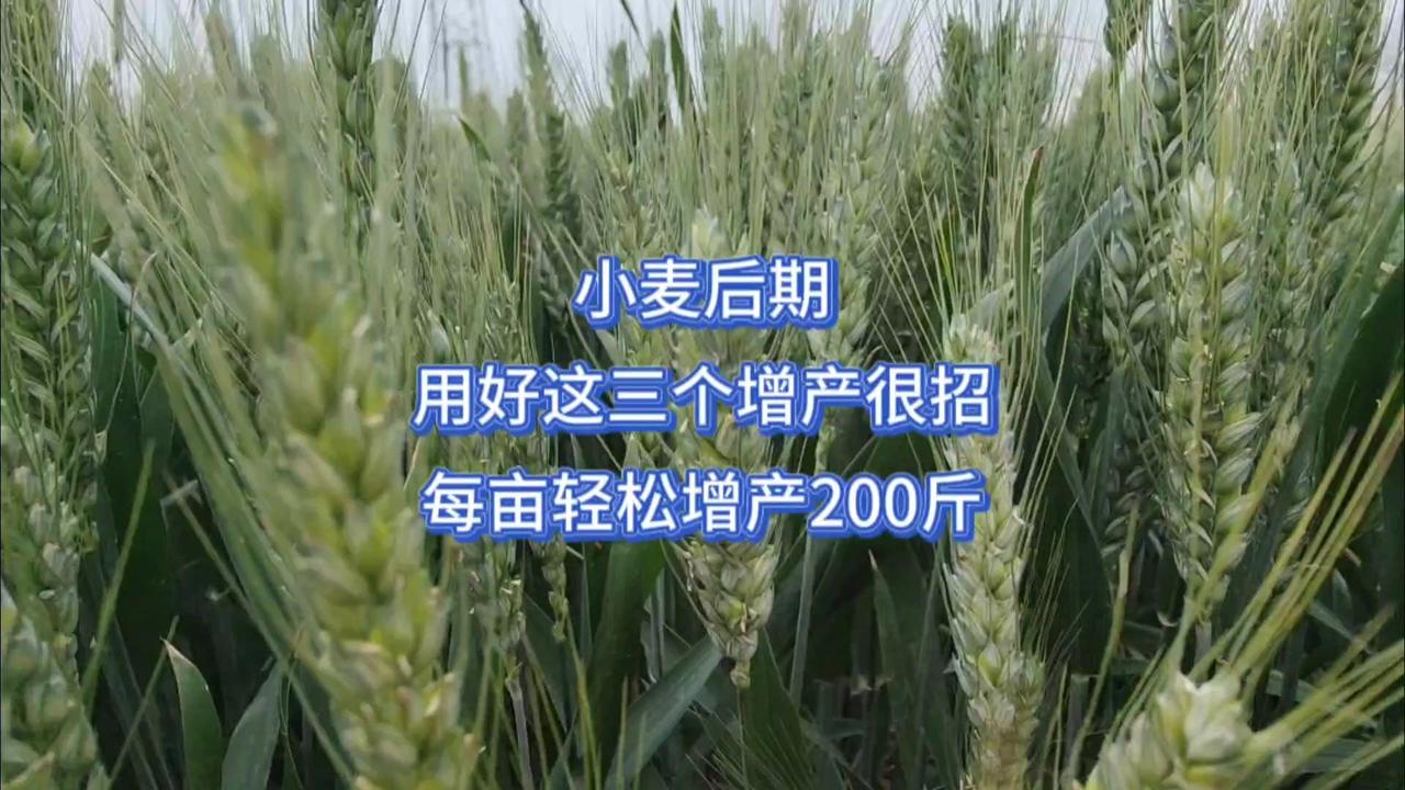 1️⃣喷施叶面肥：小麦灌浆初期，用磷酸二氢钾200-250克+芸苔素10-15克
