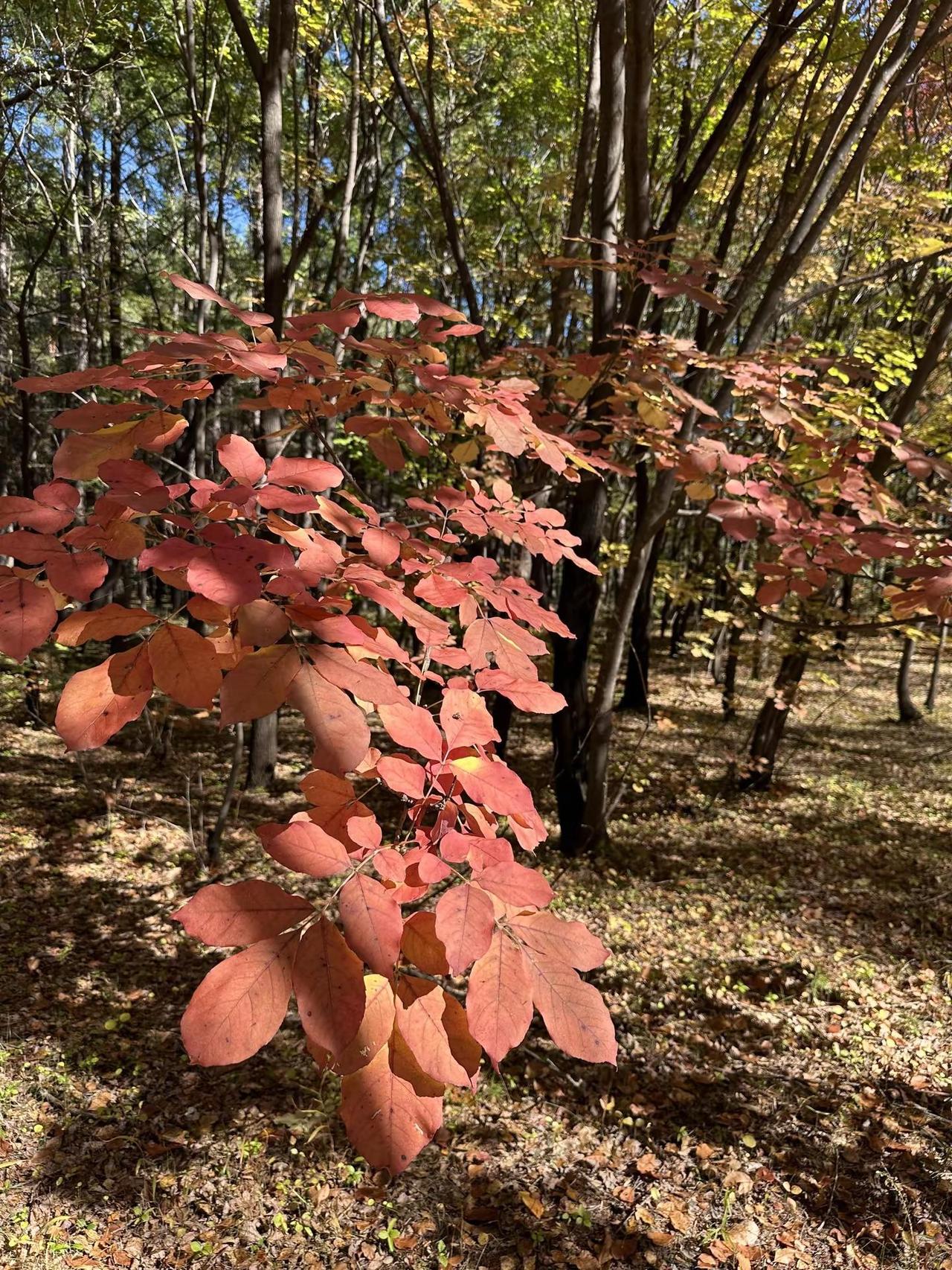 又是一个秋天🍂 秋风一吹又老一岁秋 红叶🍁