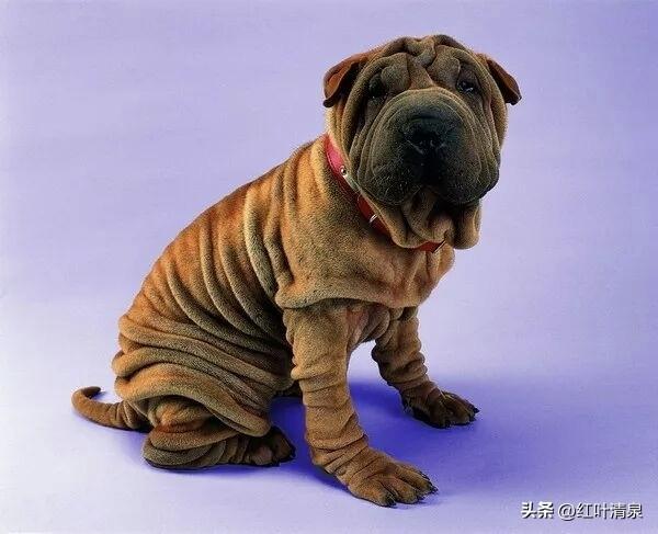 疯狗的帮凶是癞皮狗

日本的头号帮凶是谁？许多人的回答是美国，错！美国是日本的主