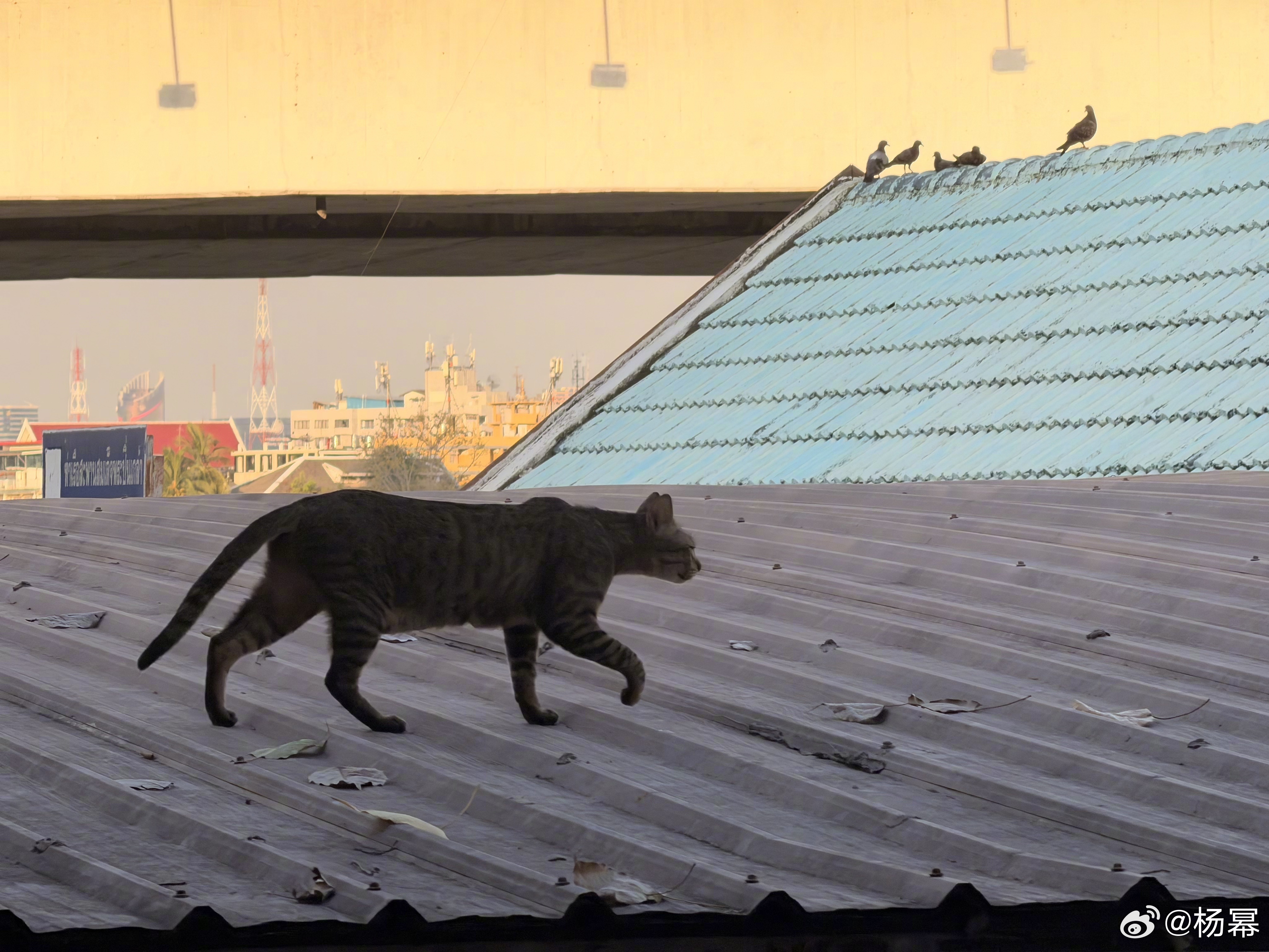 幂眼中的万物有灵 