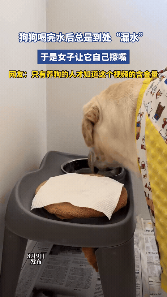 养狗人都懂的崩溃瞬间：狗狗喝完水一路滴水，下巴湿漉漉，走到哪水渍留到哪，擦都擦不