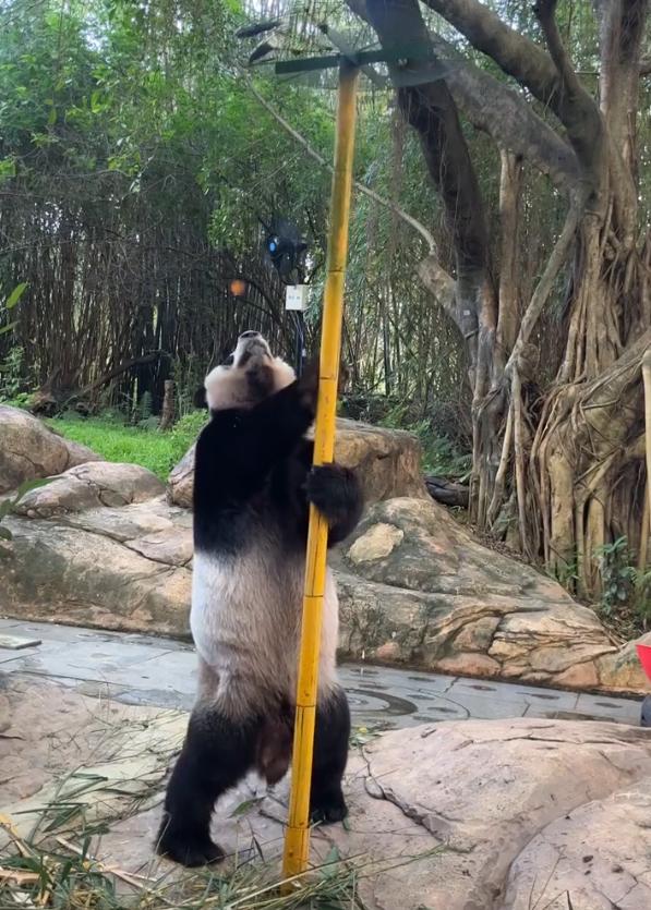 这只熊猫为了吃果果，简直把 “干饭魂” 刻进了 DNA 里！
你看它，抱着杆子蹭