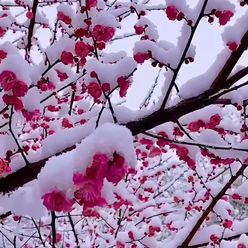 上联：晨雨微湿林边竹，请对下联暮雪催红山上梅