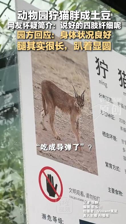 安徽宣城皖南野生动物园里的两只狞猫，最近在网上引起了很多人的关注。

5月4日，