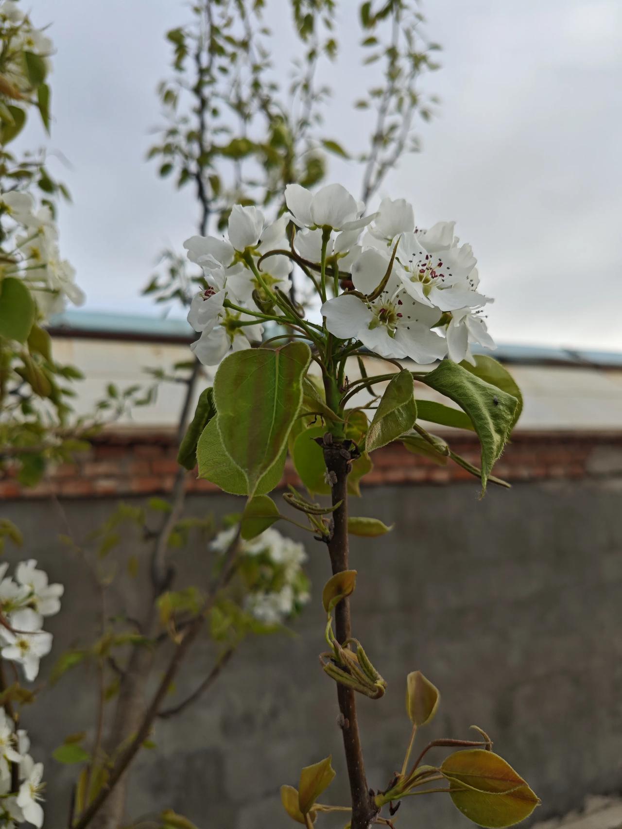 方，土墙与电线衬着梨花，没有刻意 的布景，却让乡野的烟火气和梨花的 清雅完美相融