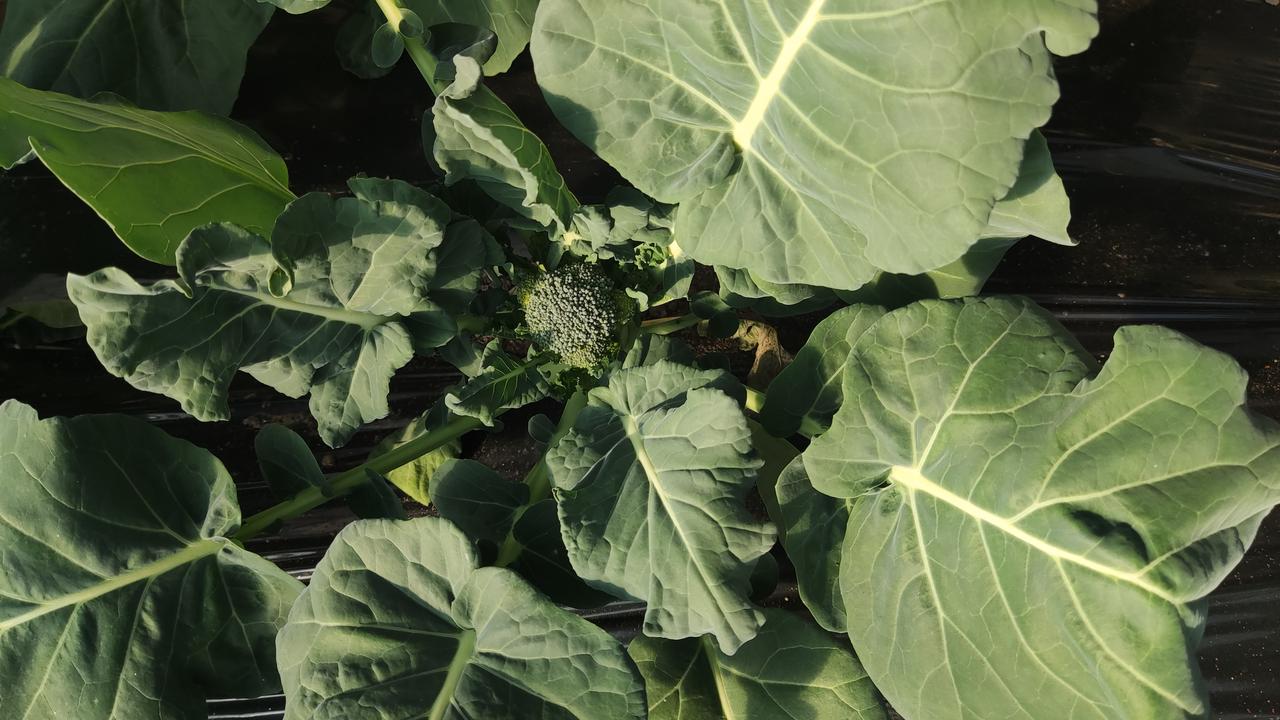 晒图笔记大赛西兰花温暖