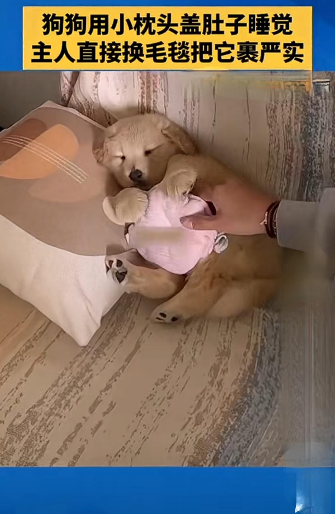 狗狗抱着小枕头盖肚子熟睡，主人见状给它换成了毛毯，把它裹得严严实实。网友：狗狗都